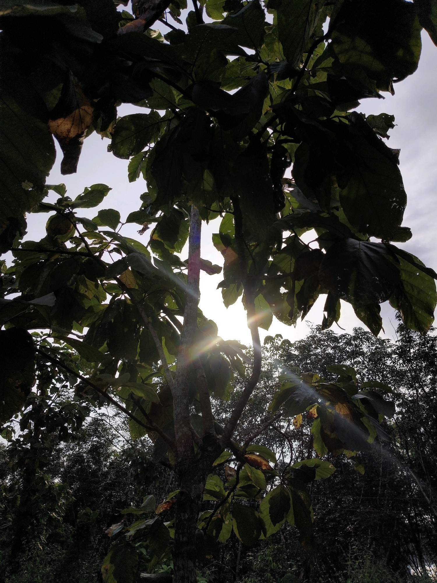 The image is a low-angle, outdoor shot of a tree with large leaves, seen against a bright sky. Sunlight streams through the leaves, creating visible lens flares. The tree trunk is in the foreground on the right, with its bark textured. In the background, a dense forest is visible, with a mix of lighter and darker foliage. The environment appears natural and lush, suggesting a location with ample vegetation. The scene is static, with no people or animals present. The location is identified as being in Kulathupuzha, India.