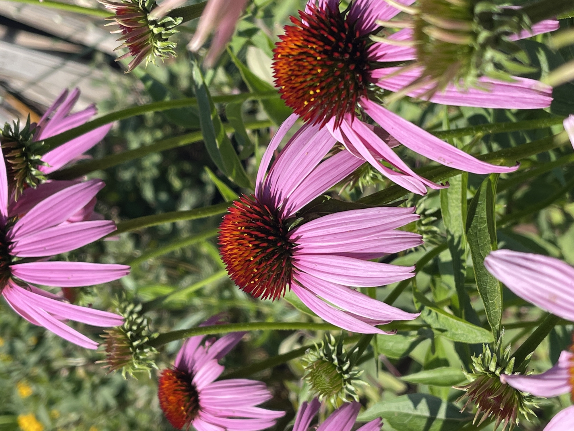 The image displays a close-up of several coneflower plants in bloom. The flowers are predominantly pink with prominent, spiky, reddish-brown centers. The petals are elongated and pointed, radiating outwards from the center. Several flower buds in various stages of development are also visible, appearing as green, conical structures with reddish tips. The surrounding foliage consists of green leaves and stems, suggesting an outdoor setting, likely a garden or natural landscape. The background is blurred, with hints of other vegetation and a vertical wooden structure, possibly a fence or trellis. The lighting indicates a sunny day, casting shadows on some of the flowers and leaves. There are no people or animals depicted in the image. The scene is situated in the village of Tatarckaya Kargala, Russia.