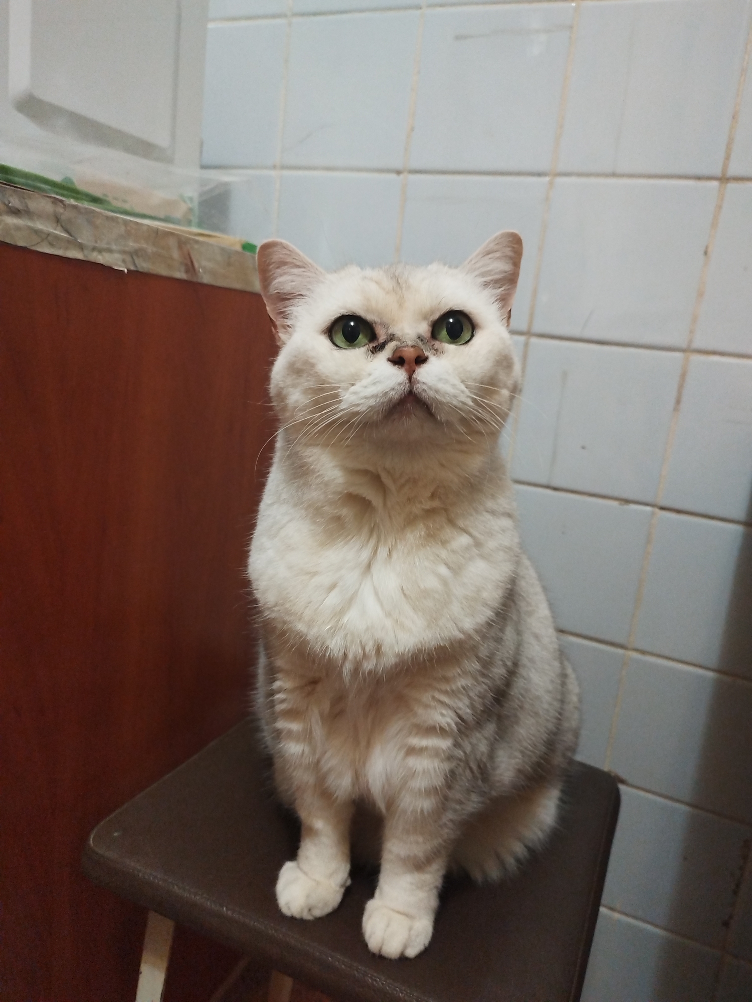An adult, light-colored cat with green eyes sits on a brown stool. The cat's fur is predominantly white with grey tabby markings on its back and sides. The cat is looking upwards and to its right. Behind the cat, there is a wall with light blue square tiles and a brown wooden cabinet. The stool is square with a brown cushioned top and appears to be made of metal and wood. The lighting in the image is dim, casting shadows. The scene is indoors.