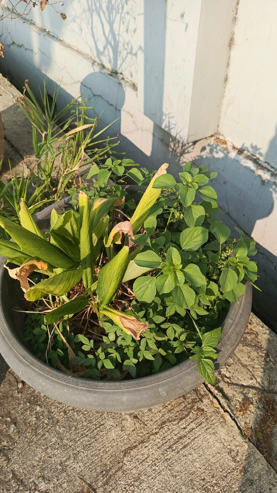 A black, wide plastic planter is filled with various plants and sits on a textured concrete surface. Among the plants are broad green leaves, some yellowing and dried, with a few dried brown leaves scattered throughout. The planter is positioned near a white wall where shadows of tree branches and a rounded object are cast by sunlight. A thin, spiky plant with green and brown leaves is visible in the upper left portion of the planter. The scene appears to be outdoors, with evidence of a sunny day. The image was taken in Cekok, Indonesia.