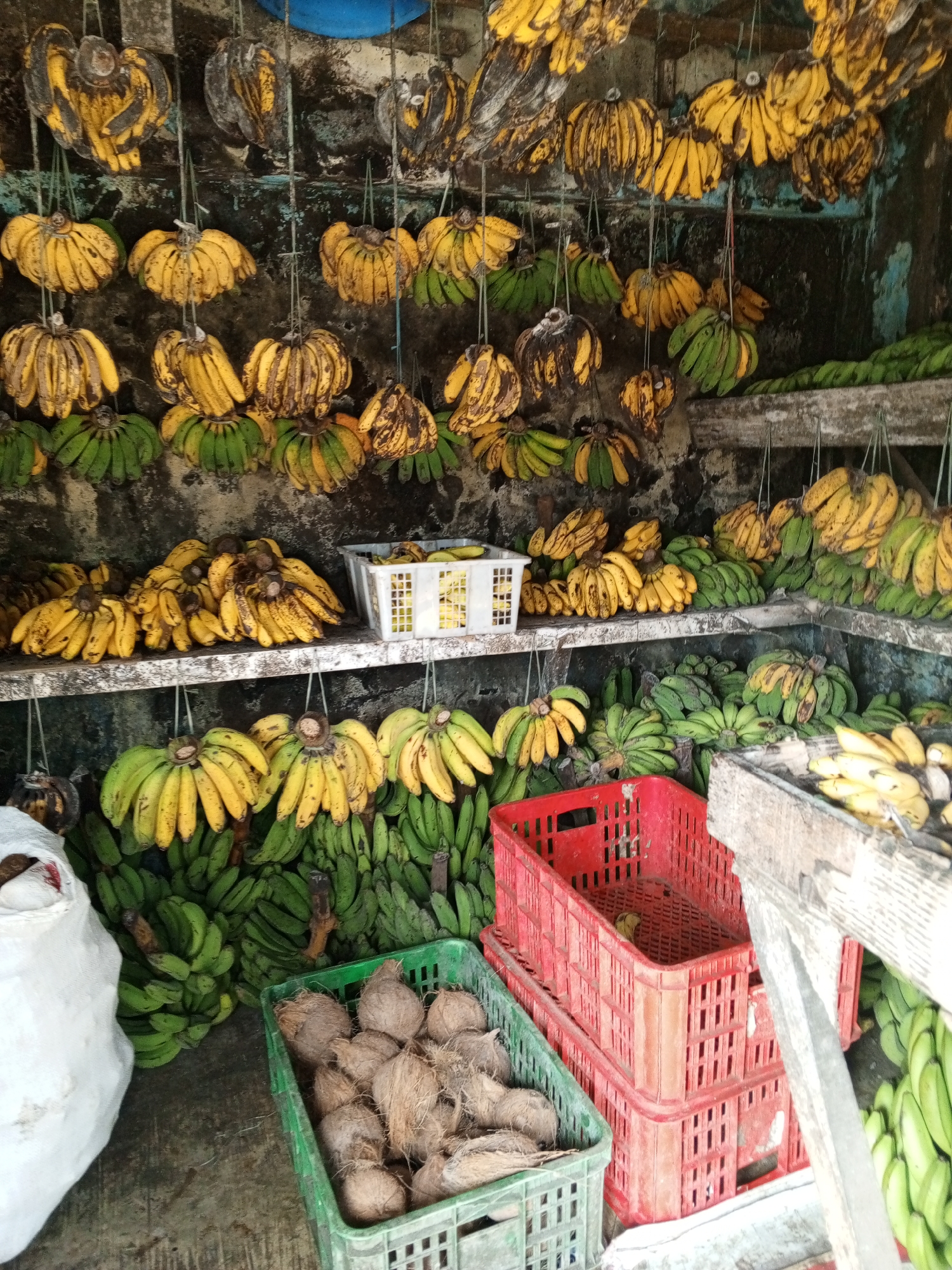 This image presents a detailed view of a produce stall or storage area located in Weddagala, Sri Lanka. The scene is densely populated with numerous bunches of bananas, displaying a range of ripeness from vibrant green to mature yellow, with several yellow bunches exhibiting brown spotting. Many banana bunches are suspended by thin cords from an unseen overhead structure, populating the upper two-thirds of the frame against a textured, dark wall that shows areas of blue-green discoloration. Additional banana bunches are arranged on two rustic wooden shelves, one extending across the mid-ground and another lower down. A white plastic crate containing yellow bananas is visible on the upper shelf. Below the shelves, substantial quantities of green bananas are stacked on the floor or a low platform. In the lower right foreground, a green plastic crate holds numerous whole, husked coconuts. Adjacent to the coconuts, two empty red plastic crates are vertically stacked. The floor is dark and uneven. No people are present in the image.