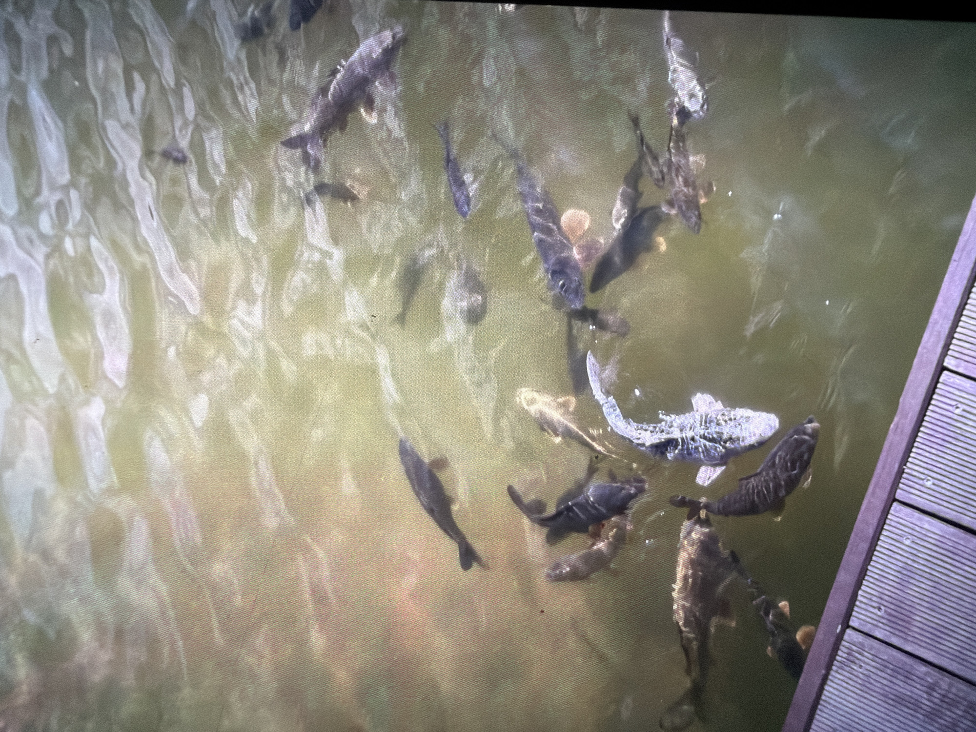The image shows a body of water containing numerous fish, likely carp, of varying sizes and coloration, including silver and dark hues. The water's surface is rippled, creating distortion. Adjacent to the water is a section of a wooden boardwalk or dock. The location is likely in Reigate and Banstead, United Kingdom.