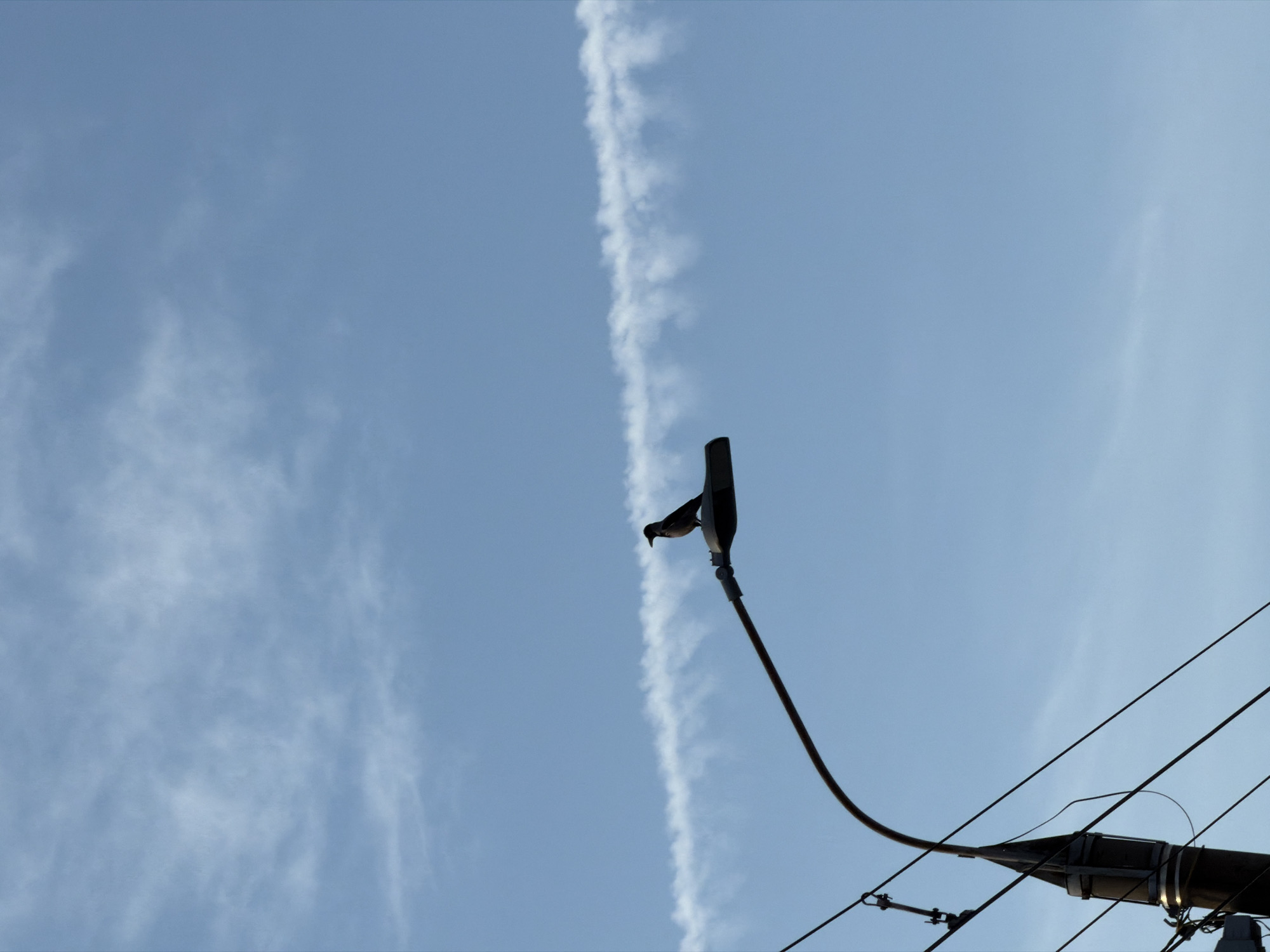 A medium shot captures a bird perched atop a light fixture. The fixture is mounted on a pole, with electrical wires extending from it. A thin contrail cuts vertically across the blue sky behind the bird and fixture. The location appears to be Izhevsk, Russia, based on metadata.