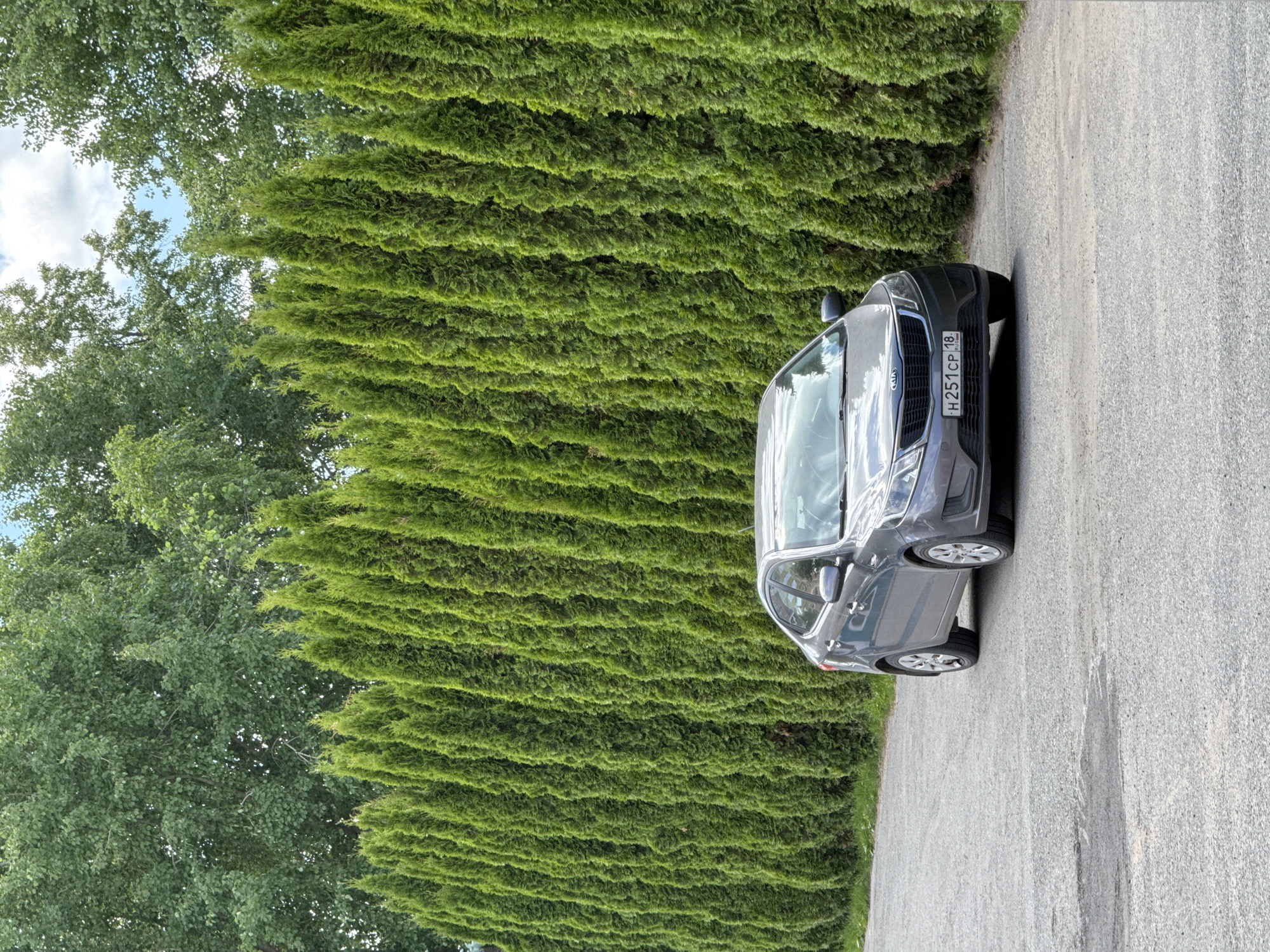 In Izhevsk, Russia, a gray Kia sedan is parked on an asphalt road, adjacent to a dense, manicured hedge of tall, green evergreen trees. The trees form a uniform vertical line, stretching across the frame and providing a backdrop to the car and the road. Behind the evergreen hedge, a line of deciduous trees with full green foliage is visible. The sky above is partly cloudy, with patches of blue. The road surface shows some wear and tear, with visible cracks and lighter colored patches. The car's license plate is visible and reads "H251CP 18". There are no people or animals in the frame. The scene appears to be an outdoor setting, possibly a park, a residential area, or a business property with landscaping.