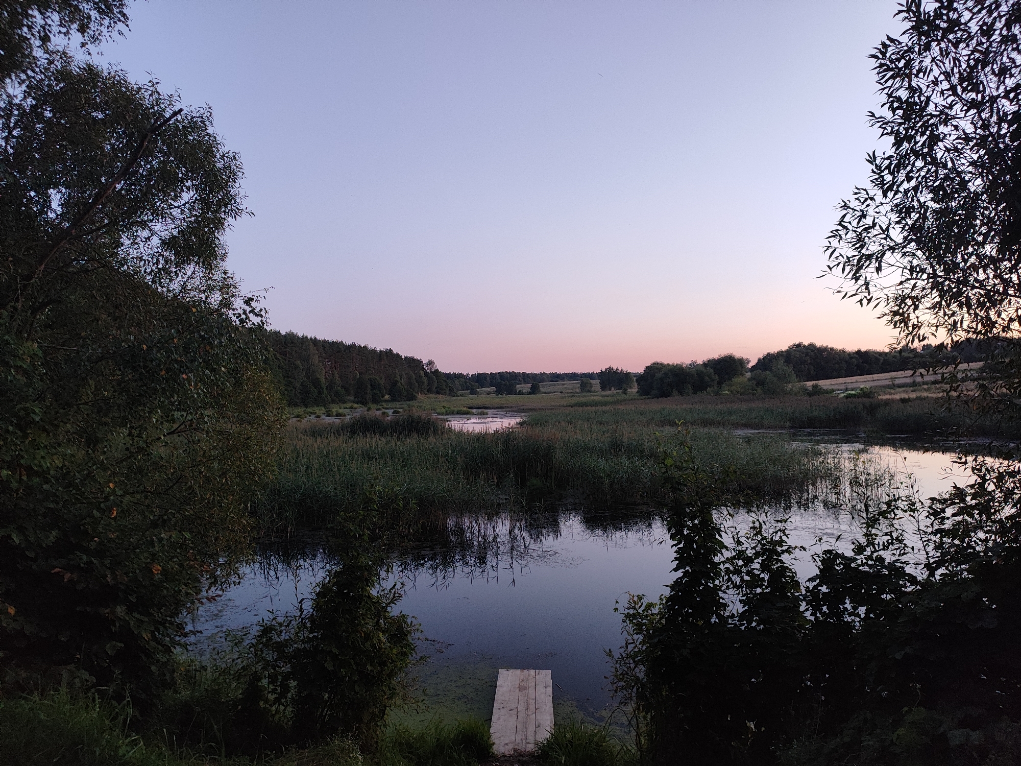 This is a horizontal, wide-angle, eye-level, medium shot photograph of a tranquil natural landscape at dusk, potentially near the village of Garadzishchanski Sel'ski Sovet, Belarus. The sky transitions from a pale blue at the top to a soft pink and lavender hue near the horizon, indicating the twilight hours.
In the foreground, the dark, still water of a pond or small lake is visible, partially covered with green algae. A simple, light-colored wooden pier extends a short distance into the water from the lower center of the frame. Dense, dark green foliage, including trees and reeds, frames the water body on the left, right, and in the background, creating a sense of enclosure and depth.
The middle ground features a wide expanse of tall, green reeds growing along the edge of the water and extending into the distance. Beyond the reeds, a gently rolling landscape is visible, characterized by scattered trees and open fields, bathed in the muted light of the setting sun. The overall atmosphere is serene and peaceful, with no human presence or activity depicted.