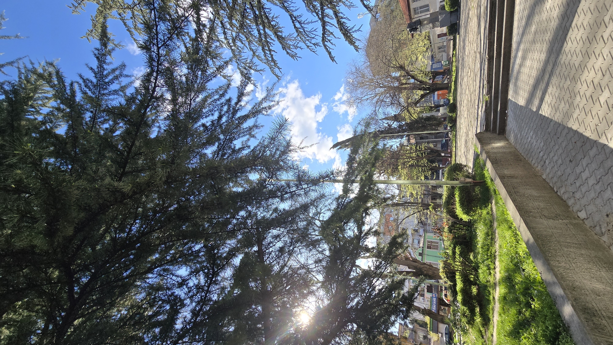 The image depicts a park scene in Stara Zagora, Bulgaria. The foreground is dominated by the dense foliage of coniferous trees, obscuring a clear view of the sky, which is visible in patches with white clouds. The sun is visible through the branches, creating a bright flare. The background reveals a section of the park with buildings, including a park. The perspective is upward, angled to include the treetops and a wider view of the surrounding area. The scene is bathed in daylight, suggesting a clear day.