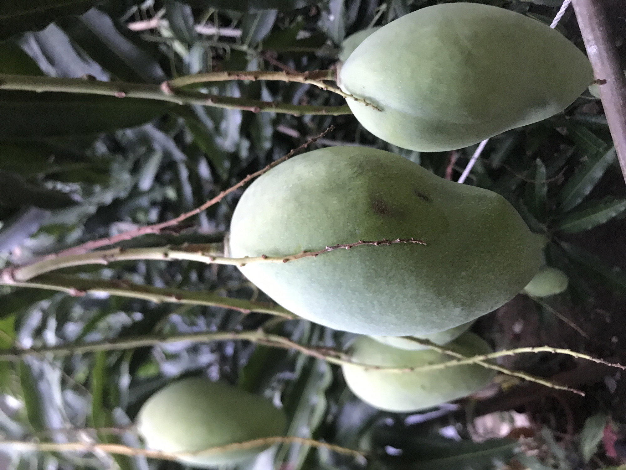 This close-up vertical shot features several unripe green mangoes hanging from their branches amidst the foliage of a mango tree. The mangoes, oval and teardrop-shaped, exhibit a light to medium green hue, indicating they are still developing. Their surfaces appear smooth with slight imperfections.
The mangoes are attached to slender, reddish-brown branches, which stand out against the blurred dark green leaves in the background. The leaves create a dense, out-of-focus backdrop, suggesting a lush, natural environment. There are at least four distinct mangoes visible, with the two largest ones dominating the central and upper-right portions of the frame. One mango is partially visible at the bottom-left, and another smaller, out-of-focus fruit is visible behind the central mango.
No people or specific activities are depicted. The lighting appears soft and diffused, possibly indicating an overcast day or the mangoes are under the canopy shade. The image conveys a sense of growth and nature. No text is visible. Given the context, this scene is set in Lhokseumawe, Indonesia, consistent with a tropical climate where mangoes thrive.