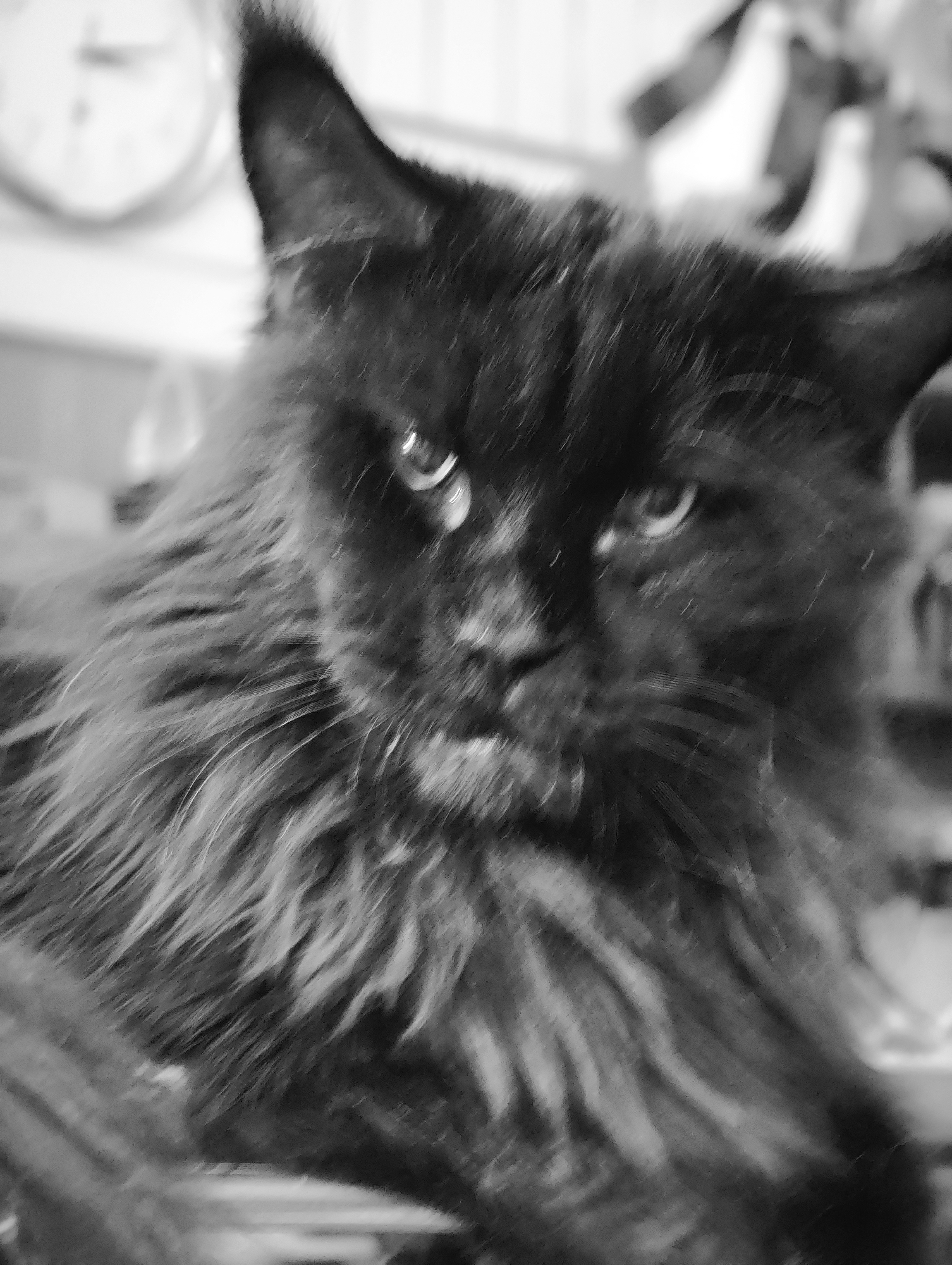 A black cat is captured in a close-up, black and white photograph. The cat has long, shaggy fur, particularly around its face and neck, giving it a majestic appearance. Its eyes are open and appear to be looking directly at the camera, with a slight glint reflecting light. The background is blurred and out of focus, but hints of objects can be seen, including what appears to be a clock or dial on the left side of the image. The overall impression is of a dramatic and slightly mysterious portrait of a domestic animal.