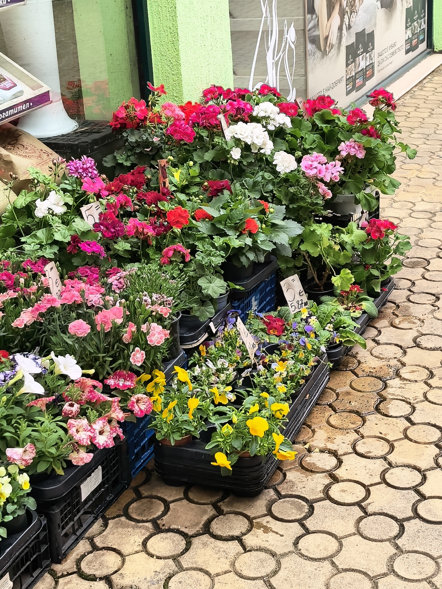 An outdoor display of vibrant potted flowers and plants is set up along a building's exterior, likely for sale. The scene is brightly lit, suggesting daytime, and the paved ground appears slightly damp, possibly from recent rain or watering.
The primary subjects are numerous flowering plants, arranged in black plastic crates on the ground. Dominant among them are various types of geraniums (pelargoniums) in shades of red, bright pink, white, and fuchsia. Also visible are beds of pink dianthus (carnations), cheerful yellow and purple pansies, and pink and white petunias. The flowers are densely packed, showcasing a rich variety of colors and forms.
The plants are displayed in plastic pots within larger black crates, some stacked to create different levels. Several white price tags are stuck into the pots, indicating prices. Visible text on these tags includes "3 € 5,87", "5 €", and a partially obscured "5".
In the background, a light green textured wall of a building is prominent. To the left, a light-colored display case or window reflects the surroundings, with a white, abstract animal outline (possibly a cat or dog) visible. Behind the flowers, a window or glass display features posters, one of which has Cyrillic text, including "ЗАЩОТО Е НАЙ-ДОБРИЯТ" (Because it's the best). Further left, partially visible cardboard packaging bears Cyrillic words like "огатител" and "тоpфoв," suggesting fertilizers or peat products and indicating a Bulgarian-speaking region.
The ground is covered with decorative, light-colored interlocking pavers, forming a pattern of circles and connecting shapes. The overall impression is one of a bustling plant stall or nursery outlet, offering a fresh array of seasonal blooms.