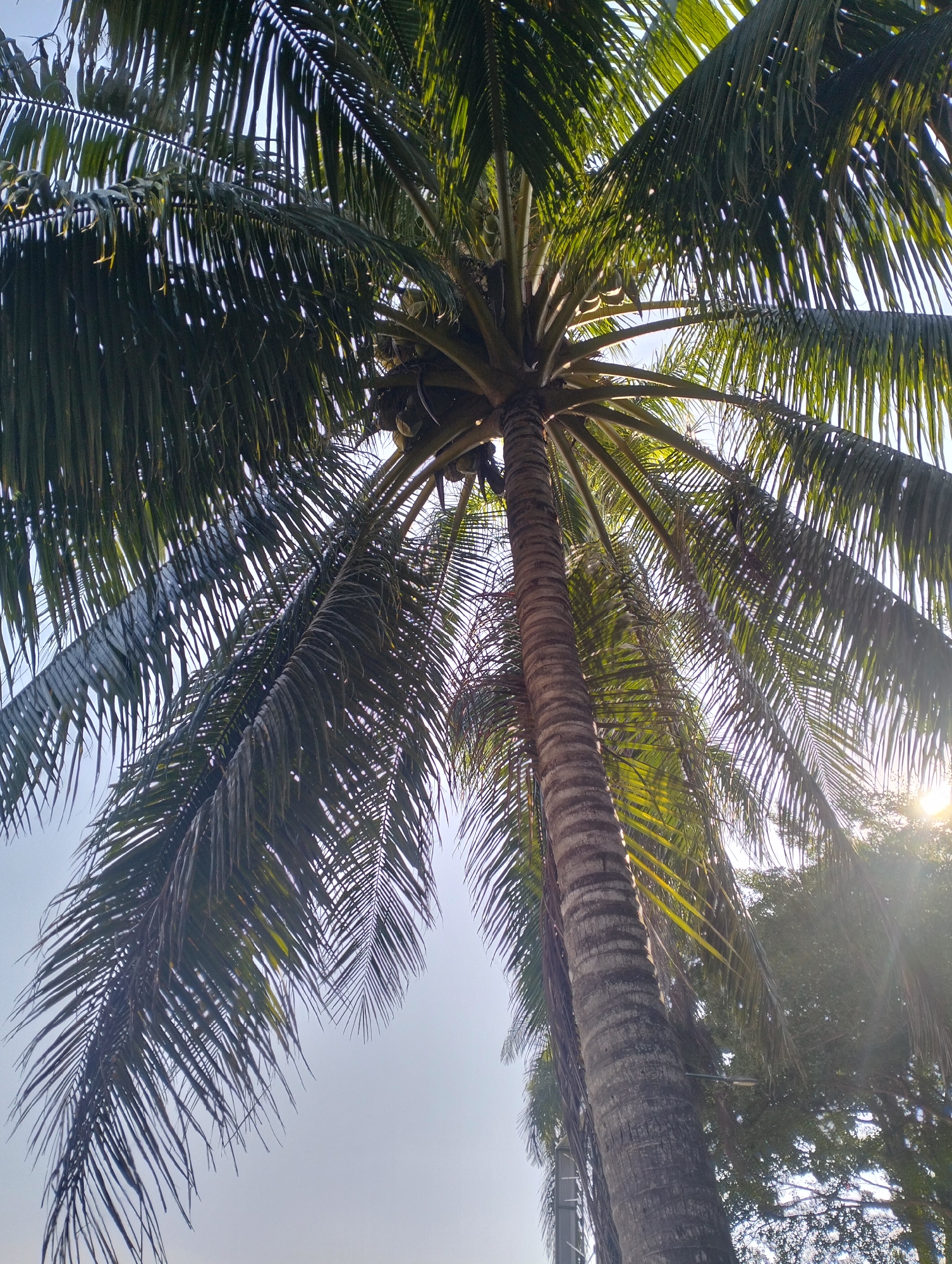 A low-angle, vertical shot captures a mature coconut palm tree against a clear sky. The trunk of the tree is textured with horizontal ridges and a slightly grayish-brown hue. Large, frond-like leaves extend outwards from the top of the trunk, creating a dense canopy. Some of the fronds are dark green, while others are lighter and show hints of yellow, possibly due to sunlight filtering through. A cluster of coconuts is visible near the top of the trunk, nestled among the leaves. The sun is setting or rising, as indicated by a bright lens flare emanating from the upper right quadrant of the image, casting a warm glow on the foliage. In the background, the tops of other trees with lush green foliage are visible, suggesting a tropical environment. The presence of a lamppost attached to the trunk of the coconut palm, and what appears to be a metal structure to the left of the trunk, indicates an urban or semi-urban setting, possibly a park or residential area within the city of Jambi, Indonesia. No people are visible in the image.
