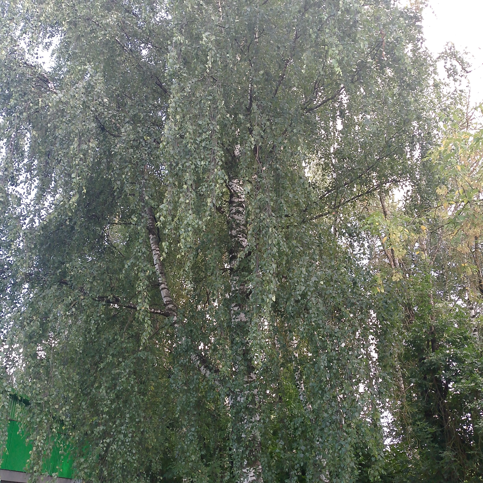 The image displays a close-up view of the upper branches and canopy of a large birch tree, likely a weeping birch due to the drooping nature of its foliage. The tree is lush with green leaves, obscuring much of the sky, which appears bright and possibly overcast. The trunk of the birch tree is visible in the center and to the right, characterized by its distinctive white bark with dark horizontal markings. In the lower left quadrant of the image, a portion of a building with a vibrant green facade is visible, suggesting an urban or semi-urban setting. The overall impression is one of natural beauty dominating the scene, with a hint of human presence through the visible building. The location is identified as Vyazniki, Russia.