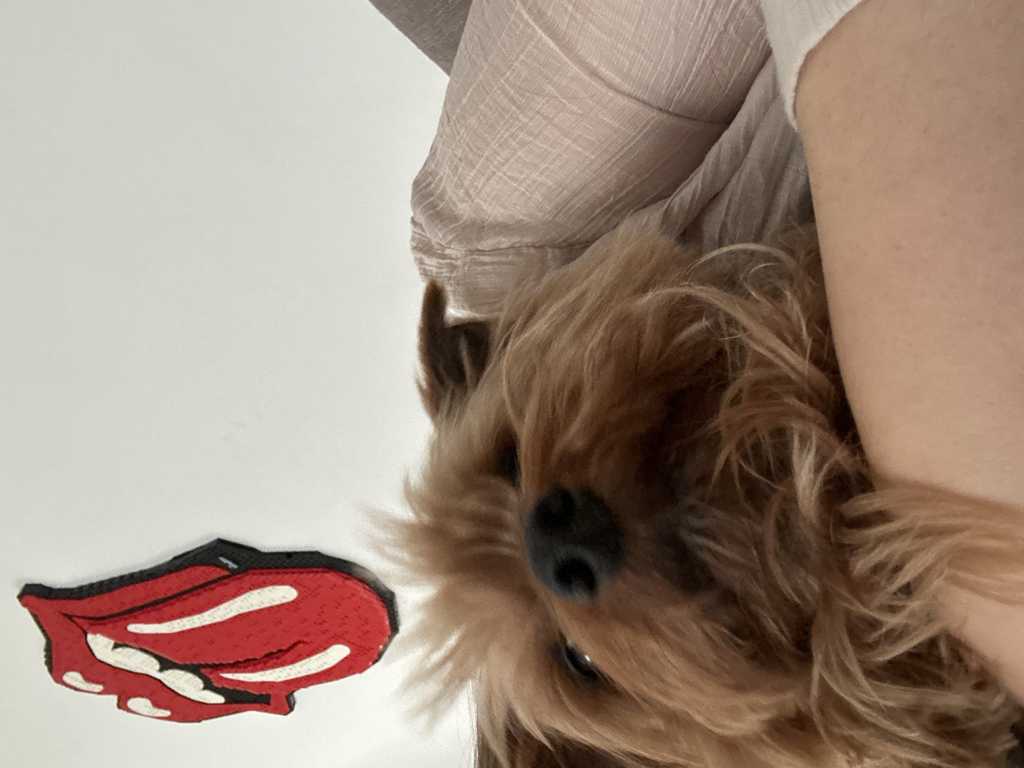 A close-up, high-angle shot features a brown Yorkshire Terrier dog held by a light-skinned person with a visible arm. The dog is mostly brown, with some darker brown fur near its ears. The background is a white wall with a Rolling Stones tongue logo sticker in the lower-left corner. The person is wearing a light-colored shirt. The location cannot be verified as Ramat Gan, Israel, based on the visual information provided.