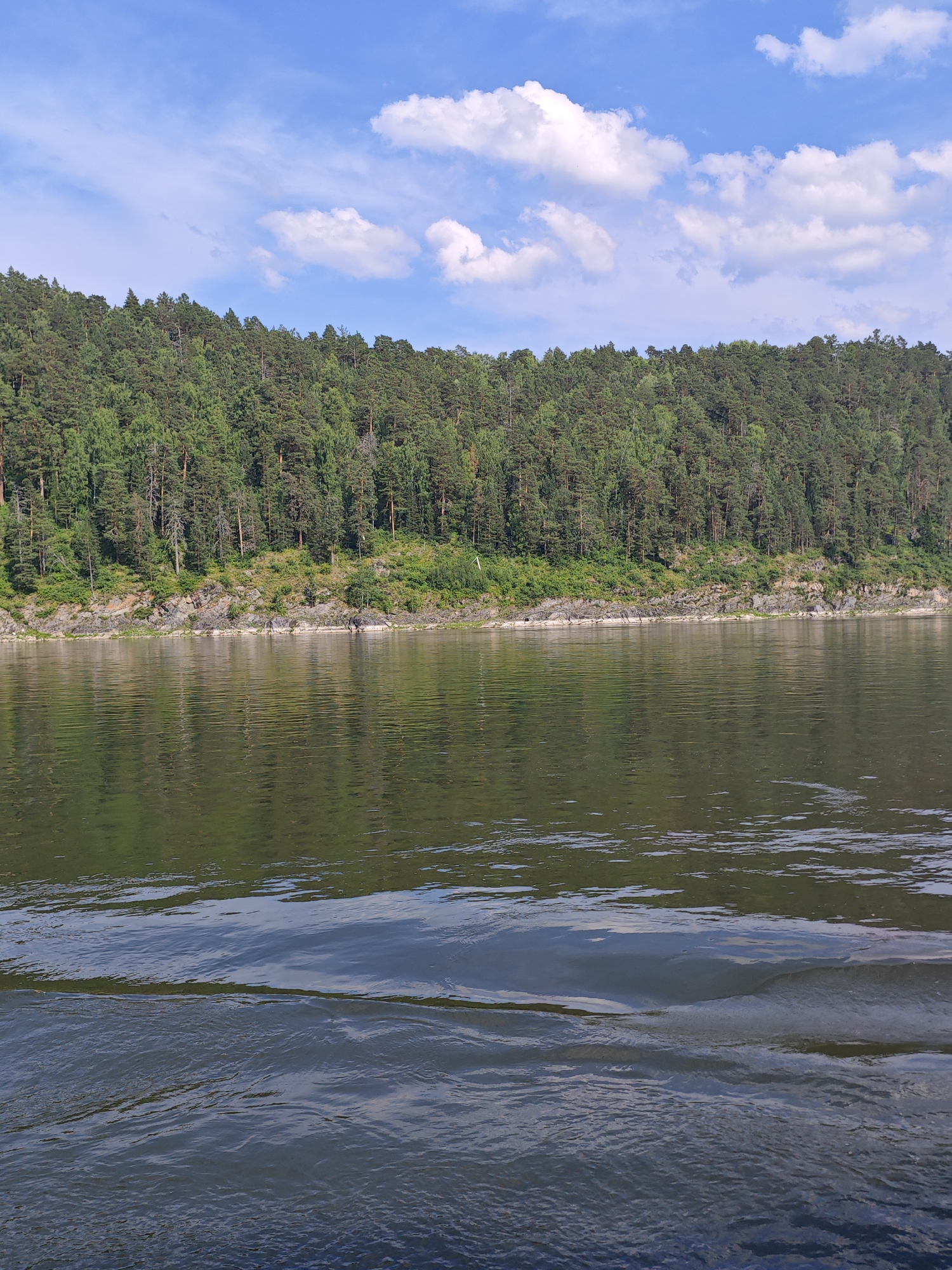 A wide, calm river flows in the foreground of the image, reflecting the lush green forest that blankets the distant hillside. The forest is dense and stretches across the horizon, a vibrant tapestry of pine trees. Above the trees, a bright blue sky is dotted with fluffy white clouds. The sun appears to be shining, casting a gentle light on the scene. The riverbank is rocky, with patches of green vegetation growing between the stones. The water's surface is mostly smooth, with gentle ripples disturbing the reflections of the trees and sky. In the lower part of the image, the wake of a boat is visible, creating a dynamic contrast with the otherwise serene environment. The location is identified as Predivinsk, Russia, suggesting a natural, undeveloped landscape. There are no people or man-made structures immediately visible in the scene, emphasizing its natural beauty.