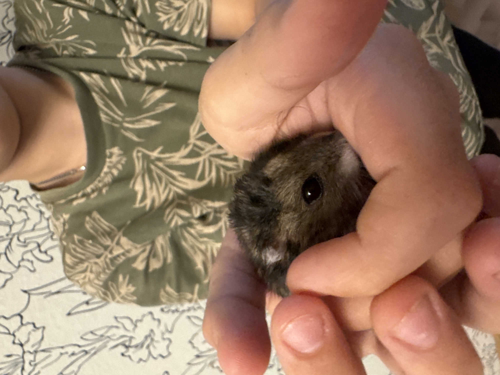 The media file is a close-up, overhead shot of a person holding a small, dark-colored hamster. The hamster is held gently in cupped hands, with its head peeking out between the fingers. The hamster has dark fur, a small black eye, and a white patch on its face near its nose. The person's hands are light-skinned and appear to be relaxed. The person is wearing a green t-shirt with a repeating pattern of light-colored leaves or branches. The background consists of a light-colored surface with a floral pattern. The image is well-lit, suggesting it was taken indoors during the daytime. No specific time of day, weather, or explicit location cues are visible, however, the context provided places the scene in Chaikovsky, Russia. There is no visible text in the image. The overall mood of the image is calm and caring, focusing on the interaction between the person and the hamster.
