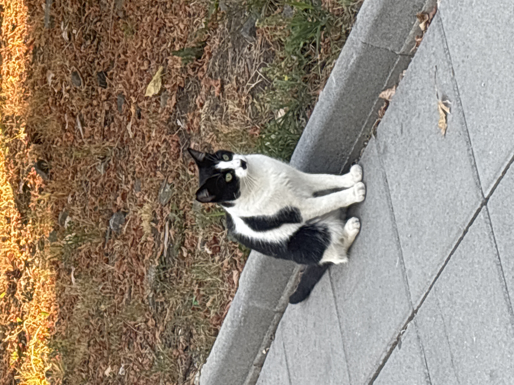A black and white cat is sitting on a paved sidewalk next to a concrete curb. The cat is facing the left side of the frame, with its body angled towards the viewer. Its fur is mostly white with black markings on its head, back, and tail. The cat has green eyes and is looking slightly upwards. Behind the curb, there is dry grass and fallen leaves, with some green vegetation interspersed. The background is out of focus, but appears to be an outdoor area with dappled sunlight. This scene is likely in the town of Nesebar, Bulgaria, a historic coastal city known for its ancient architecture and cobblestone streets.