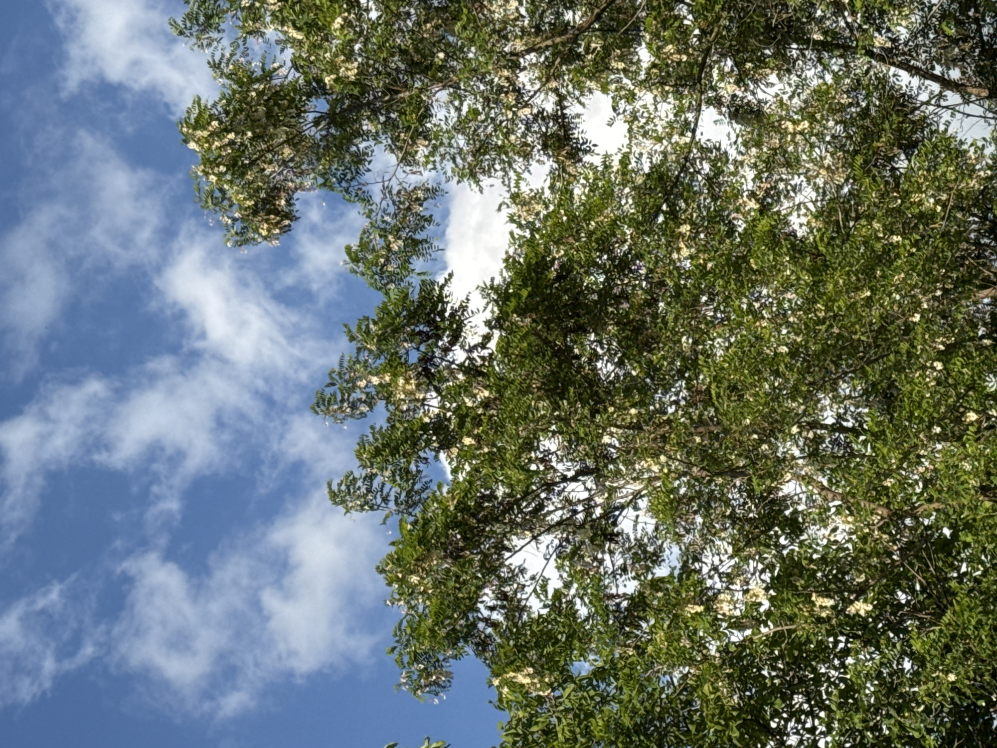The image displays a view looking up at the canopy of trees with green foliage and clusters of white flowers against a bright blue sky dotted with white clouds. The trees are dense, with branches and leaves filling most of the frame. The lighting suggests it is daytime. The location is the city of Karachayevsk, Russia. No people or specific objects are discernible other than the natural elements of trees, sky, and clouds.