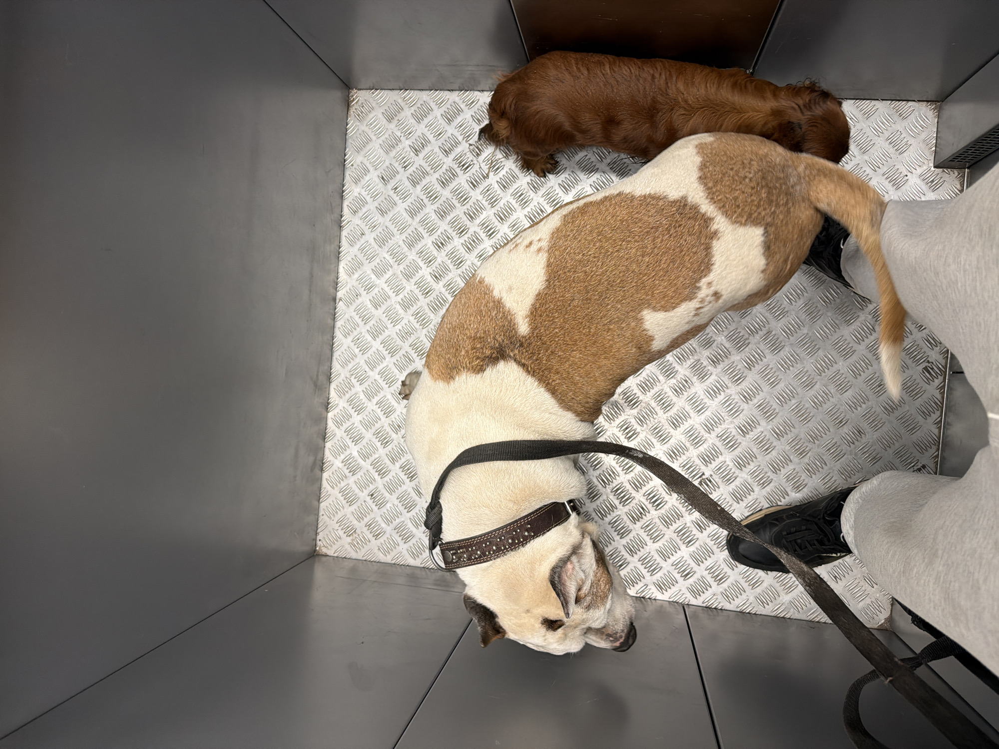 The scene, shot from directly overhead, depicts the interior of what appears to be an elevator. The elevator walls are composed of dark gray metal panels, contrasting with the metallic diamond-patterned flooring. Two dogs are present within the elevator. One is a larger dog with a predominantly white coat and brown patches; it wears a dark leather collar with studs and a leash. The other dog is smaller and brown, lying near the back wall of the elevator. A person is partially visible on the right side of the frame, wearing light gray sweatpants and black sneakers. The leash of the larger dog extends toward this person. No distinct identifying features or context pointing to Krasnoyarsk, Russia, are visible.