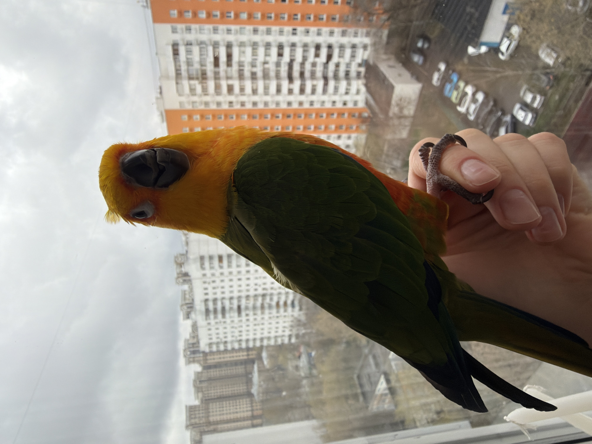A photograph shows a sun conure perched on a human hand, with a view of Khimki, Russia, visible through a window. The bird's head is facing slightly downward and to the left. Its plumage is a mix of yellow on the head and upper chest, transitioning to green on the wings and back. Dark feathers are present on the tips of the bird's wings and tail. The bird's feet are gripping the fingers of a pale-skinned human hand. The background shows a high-rise building with an orange and white facade. The weather is overcast, casting a diffused light over the scene. A parking lot filled with vehicles is visible in the distance.