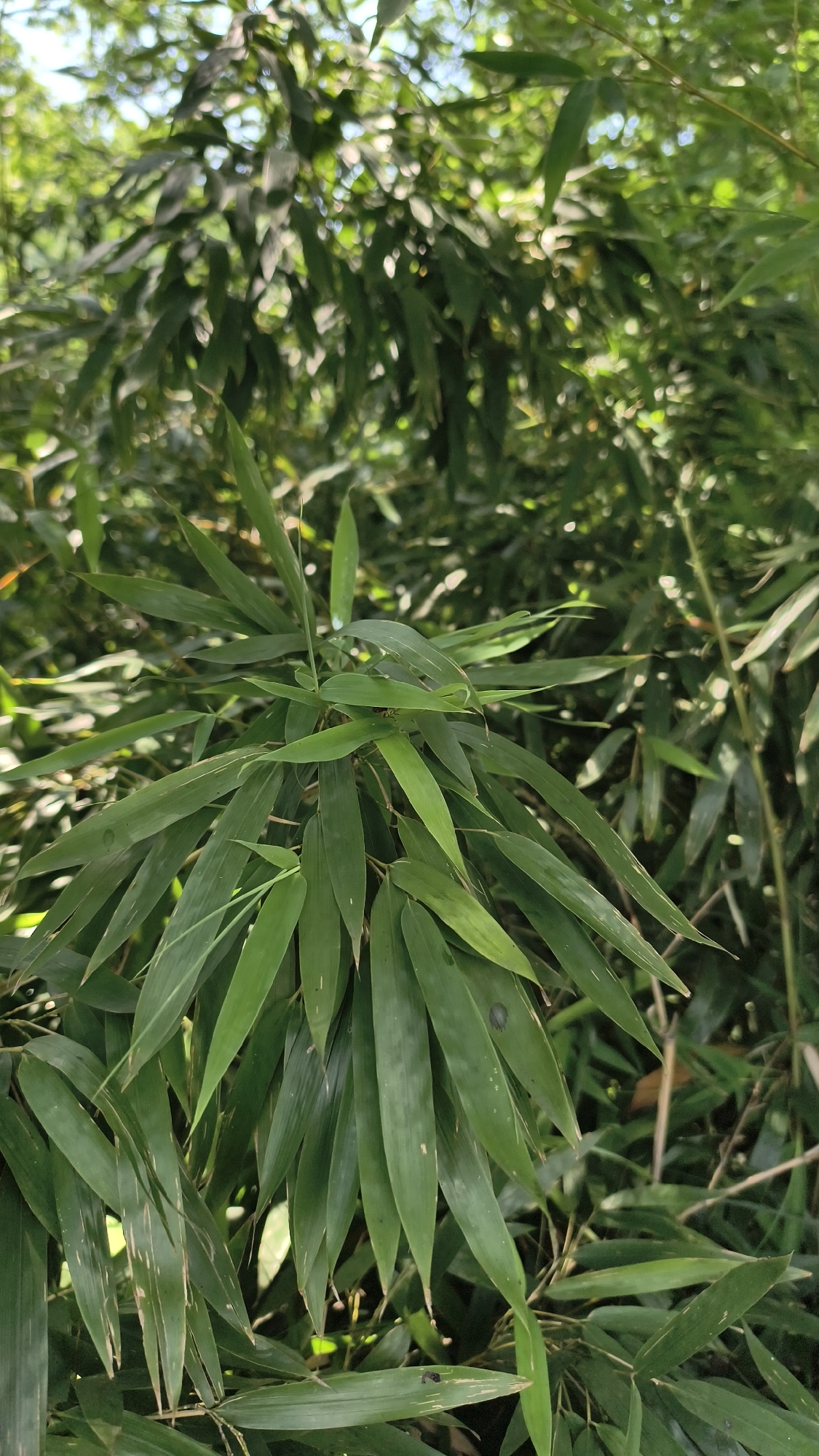 A close-up, vertical shot captures a cluster of lush green bamboo leaves in the foreground, with other bamboo stalks and foliage filling the background, creating a dense, natural environment. The lighting suggests a bright, possibly sunny day, with light filtering through the leaves and creating highlights and shadows. The focus is on the intricate details of the bamboo leaves, showcasing their shape, texture, and arrangement. The overall impression is one of natural beauty and tranquility. The location is Prigorodny, Russia.