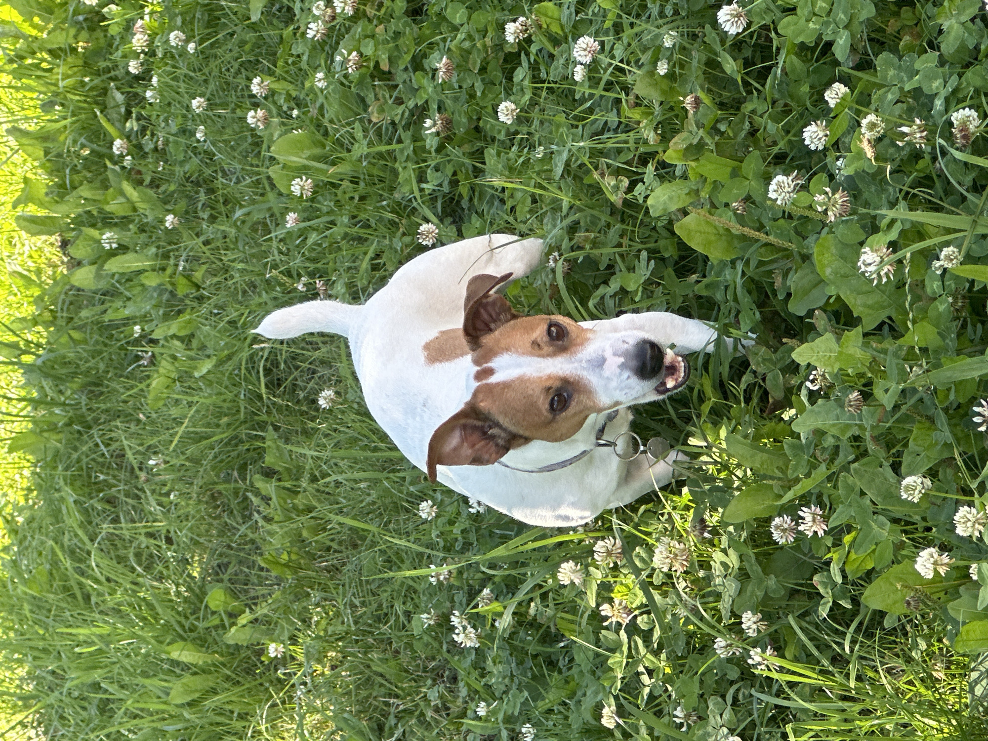 A medium shot captures a Jack Russell Terrier standing amidst a patch of white clover flowers and tall green grass. The dog is predominantly white with brown markings on its head and back. Its mouth is open, revealing its tongue. The dog is wearing a collar with a tag. The background consists of lush green grass and more clover flowers, bathed in bright sunlight which casts shadows and highlights. The scene appears to be in an outdoor, natural setting, possibly a park or a field, with no indication of an urban environment or specific location within Minsk, Belarus.