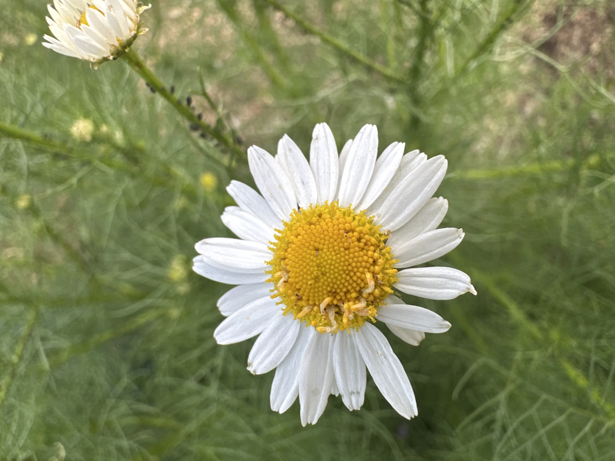 This is a close-up, overhead shot of a white daisy with a yellow center. The daisy is in focus and is the primary subject, with its white petals fanned out and its yellow center filled with small, textured florets. Some of the petals appear slightly wilted or damaged. In the background, there is a soft focus of green foliage, suggesting an outdoor, natural setting. To the upper left of the main daisy, another white daisy is partially visible, also out of focus. Some small black insects are visible on the stem of the upper daisy, and a hint of a yellow bud can be seen in the background foliage. The lighting suggests it could be daytime, with natural light illuminating the flower. The scene evokes a sense of nature and simplicity. There is no visible text in the image.