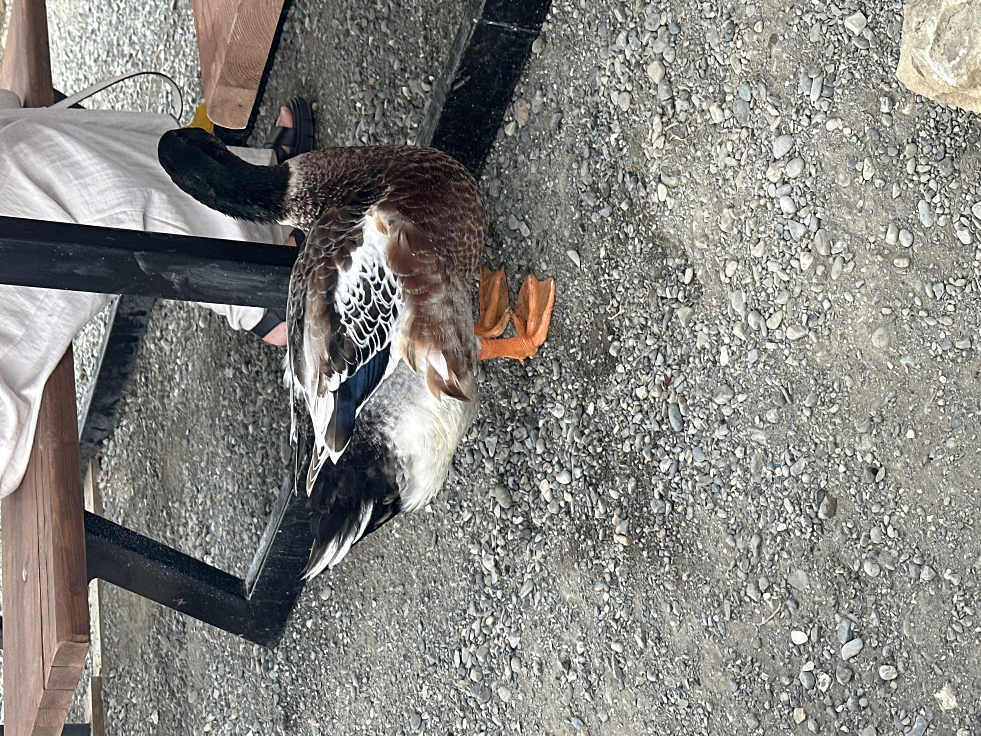 A mallard duck with brown and white plumage stands on a gravel surface, its orange webbed feet visible. The duck is positioned in front of a dark metal leg supporting a wooden picnic table. In the background, a person wearing loose-fitting light-colored pants and sandals is seated at the table, partially obscured by the duck and the table's structure. The environment appears to be outdoors, possibly a park or recreational area in Nizhnyaya Shilovka, Russia, characterized by the gravel ground and the presence of a picnic table.