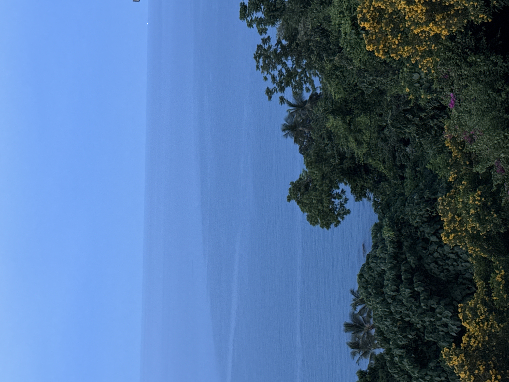 The image shows a vast expanse of the ocean under a clear, pale blue sky. The horizon line is distinct, separating the water from the sky. In the foreground, a lush green forest with various types of trees and foliage dominates the lower portion of the frame. Some trees have dark green leaves, while others are adorned with bright yellow and purple flowers, suggesting a tropical setting. Palm trees are visible within the forest canopy, indicating a location in Ko Samui, Thailand. The overall scene conveys a serene, natural landscape.