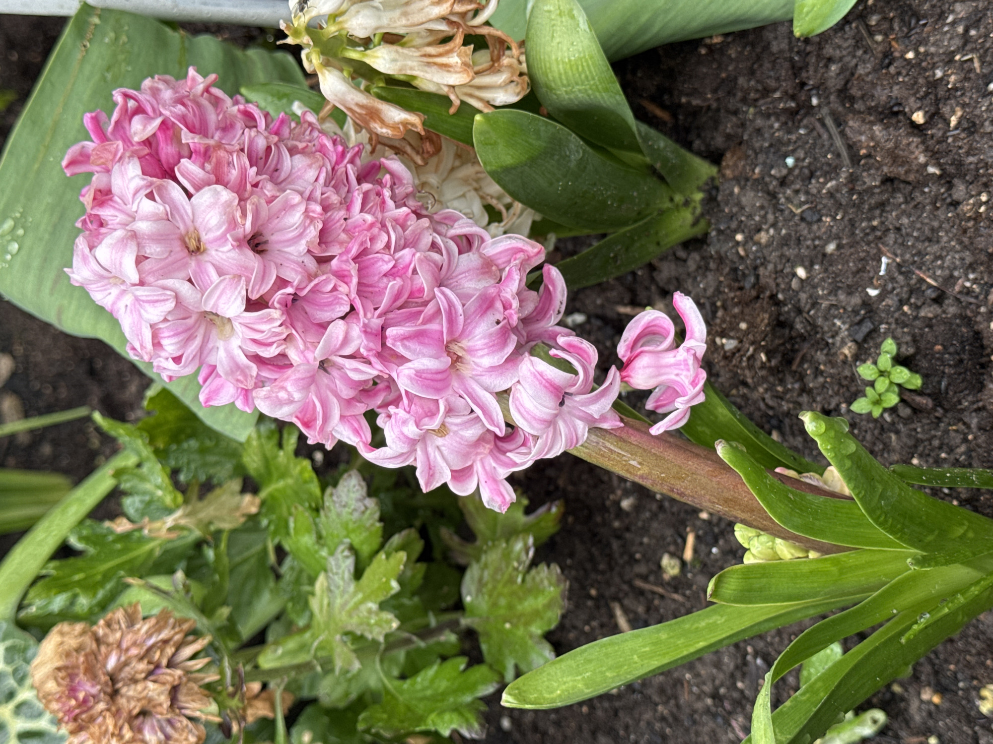 A pink hyacinth flower lies horizontally on the ground, surrounded by green leaves, some showing water droplets, and dark soil. A few other flowers appear dried and faded in the background. The location cannot be identified as Konstantinovo, Bulgaria, based on the image alone.