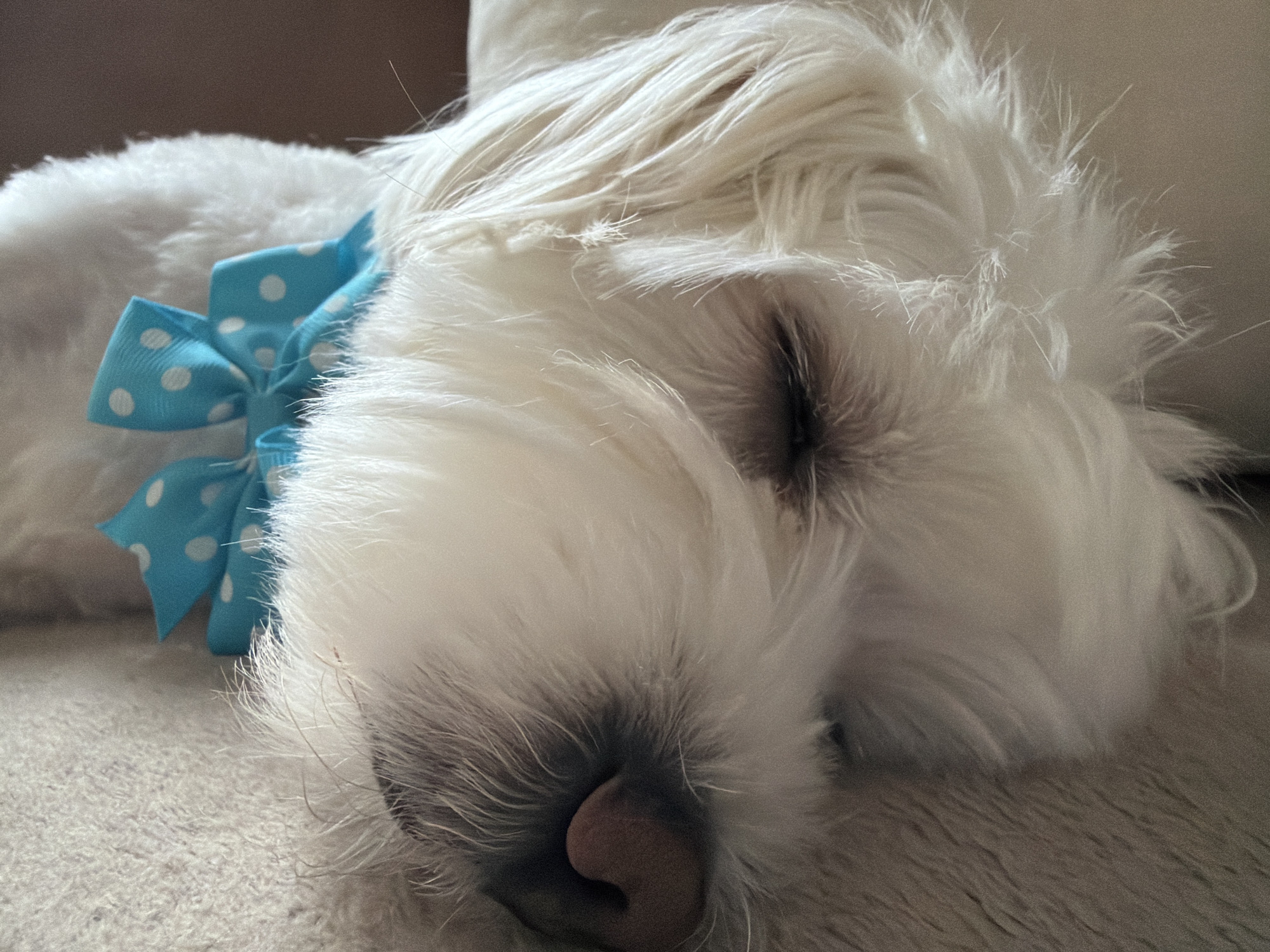 A close-up shot focuses on a white, fluffy dog sleeping on a neutral-colored surface. The dog has a blue polka-dot bow tied around its neck. The dog's eyes are closed and the nose is resting on the surface. There is no indication this image was taken in Sofia, Bulgaria.