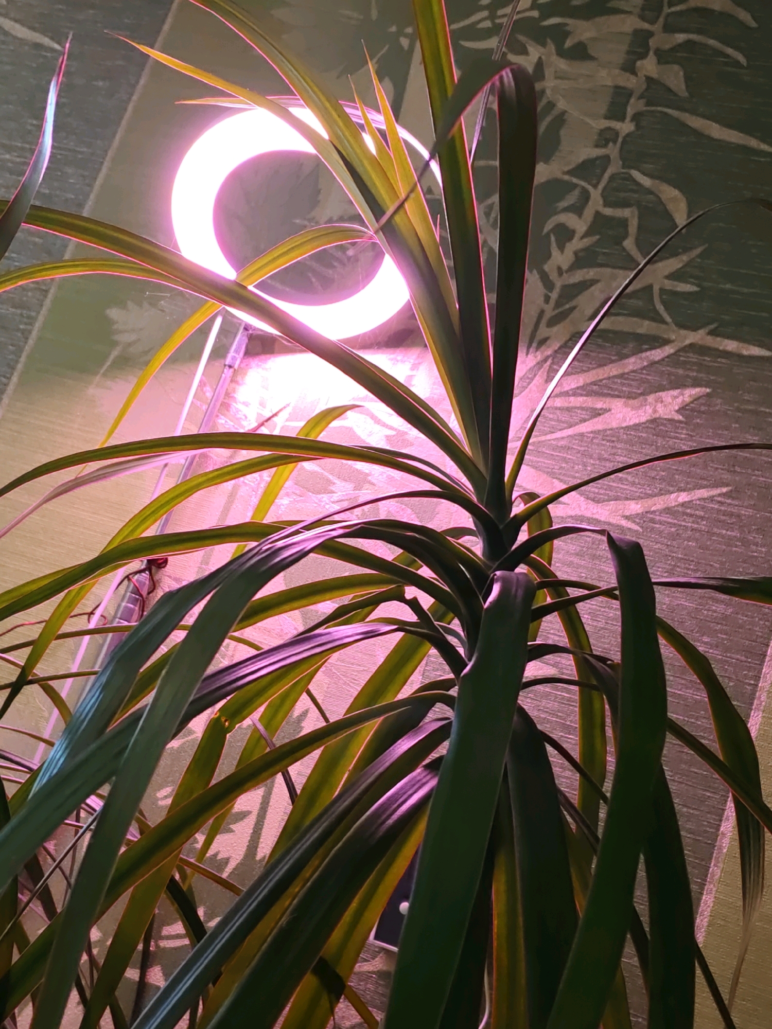 An indoor houseplant with long, thin leaves is positioned in front of a wall with a patterned wallpaper. A ring light, emitting a pink glow, is situated behind the plant, illuminating its leaves and casting shadows on the wall. The scene is dimly lit, with the ring light being the primary source of illumination. No people are present in the image. The location is an indoor domestic setting, potentially a home or apartment. There are no identifiable landmarks or features that would indicate the specific city of Rostov-on-Don, Russia.