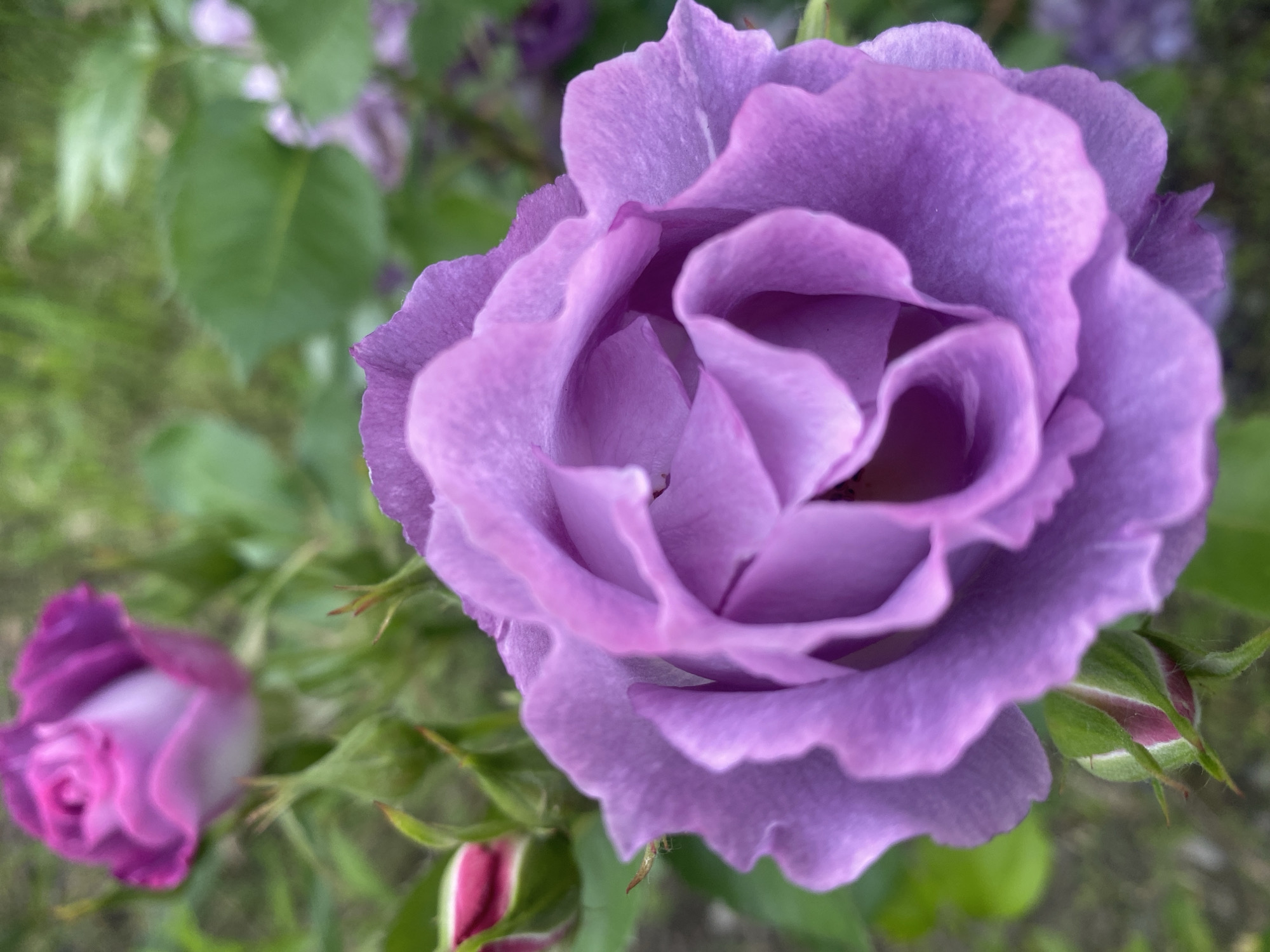 This close-up photograph features a large, vibrant purple rose in full bloom, positioned centrally and slightly to the right in the foreground. The petals of the main rose display a soft, velvety texture and intricate, undulating forms, with lighter shades of lavender towards the center. The flower is sharply in focus, highlighting its delicate structure.
In the blurred background, lush green foliage, consisting of leaves and stems, provides a natural backdrop. To the lower-left, another rose, appearing as a purplish-pink bud or partially opened flower, is softly out of focus. A small, developing rose bud with distinct pinkish-red tips is visible in the lower-right corner, also blurred.
The image is taken outdoors during what appears to be bright daytime, with natural light illuminating the flowers. The composition utilizes a shallow depth of field, drawing the viewer's eye to the main rose while creating a dreamy, soft focus for the surrounding elements. The scene conveys a sense of natural beauty and tranquility. This image was captured in Dnipro, Ukraine. There is no visible text within the photograph.