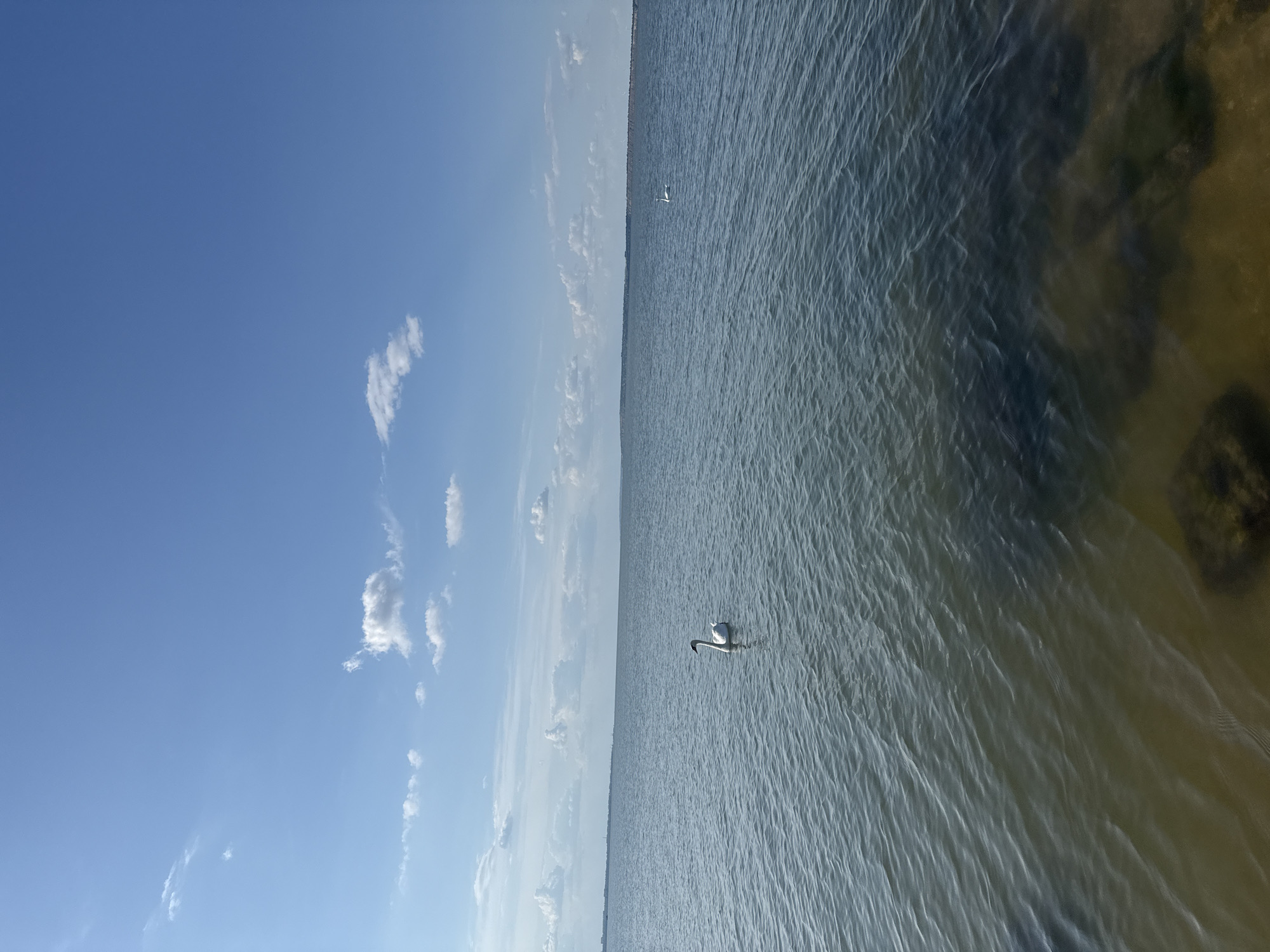 A wide shot captures a tranquil body of water under a bright blue sky dotted with fluffy white clouds. In the middle ground, a solitary white swan glides gracefully on the water's surface. The water itself is calm, with subtle ripples creating a textured appearance. The foreground shows the shallow seabed where rocks are visible beneath the clear water. A distant shoreline, lined with trees, forms the horizon. The scene evokes a sense of peace and natural beauty.