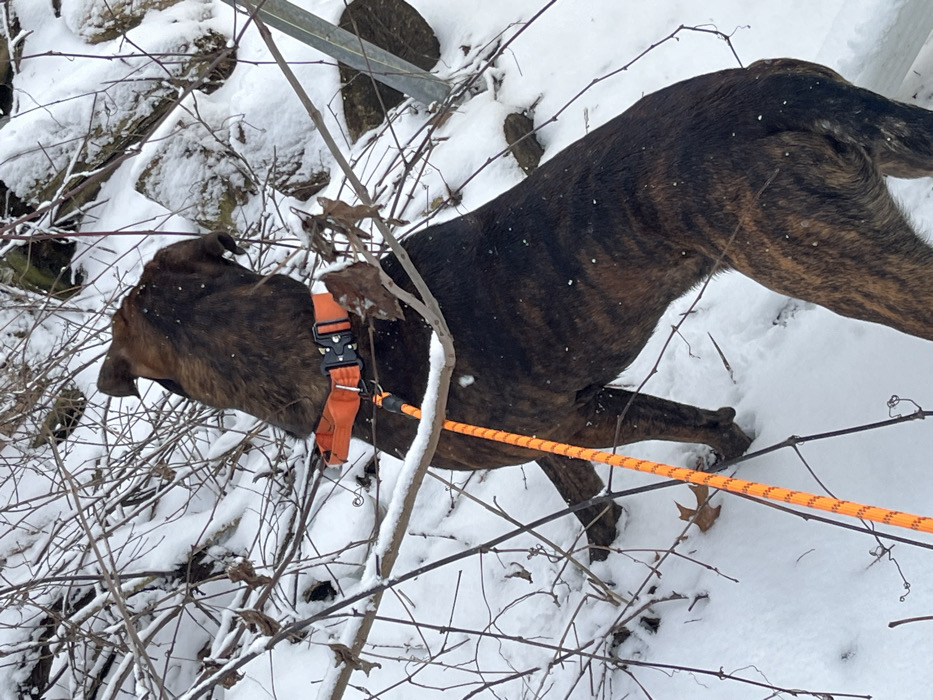 In a snowy, natural setting, a brindle dog with an orange collar and leash stands among bare branches. The dog is angled away from the viewer, revealing its dark stripes and athletic build. Snow covers the ground and clings to the branches. A metal structure is partially visible in the upper-left corner. The overall scene suggests a winter walk.