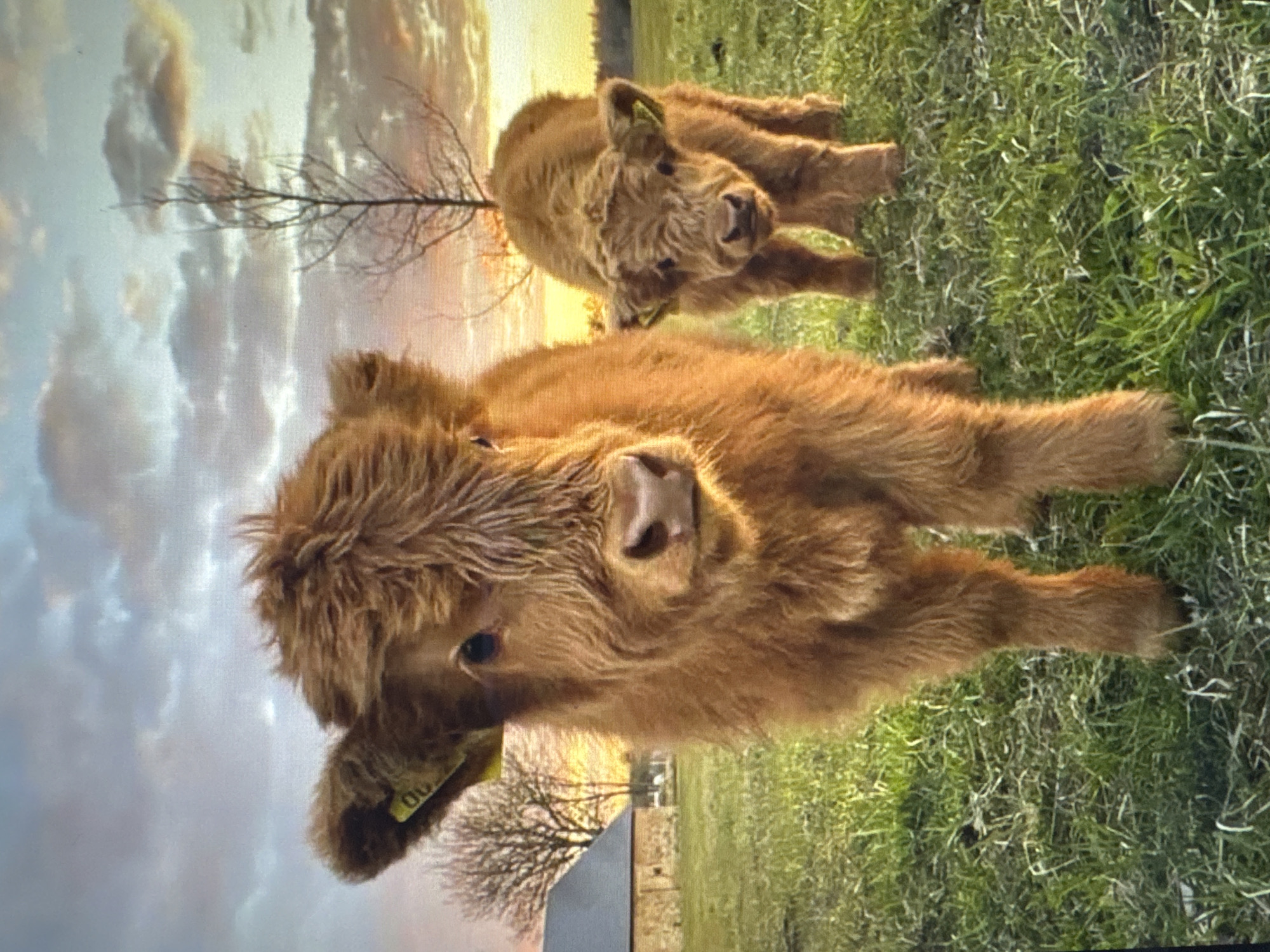 The image shows two shaggy, brown Highland cattle calves standing in a grassy field at sunset. The calf in the foreground is closer to the camera, with its head slightly tilted and looking directly at the viewer. It has a yellow tag in its left ear. The second calf is positioned behind and to the right of the first, also facing forward. In the background, a small, stone building with a dark roof is visible to the left, and bare-branched trees are scattered across the landscape. The sky is filled with dramatic clouds illuminated by the warm glow of the setting sun, casting a golden light over the scene. The environment appears to be rural, with no urban elements identifiable, and therefore it is not possible to determine its location in the city of Tallinn, Estonia.