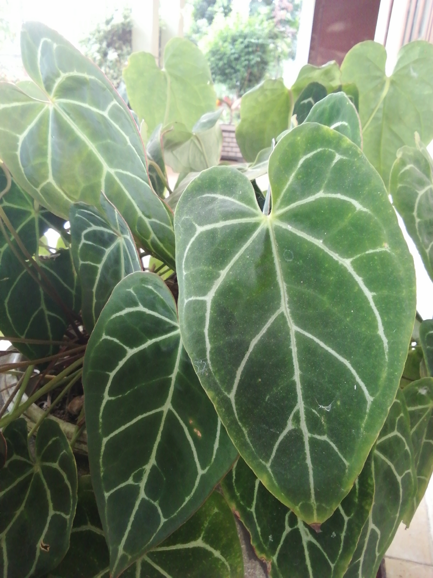 A close-up shot of an Anthurium Crystallinum plant with several large, heart-shaped leaves. The leaves are deep green with prominent, light green or white veins. The plant is densely packed, with the leaves overlapping each other. The background is blurry and shows glimpses of foliage and architectural elements, suggesting an indoor or semi-outdoor setting.