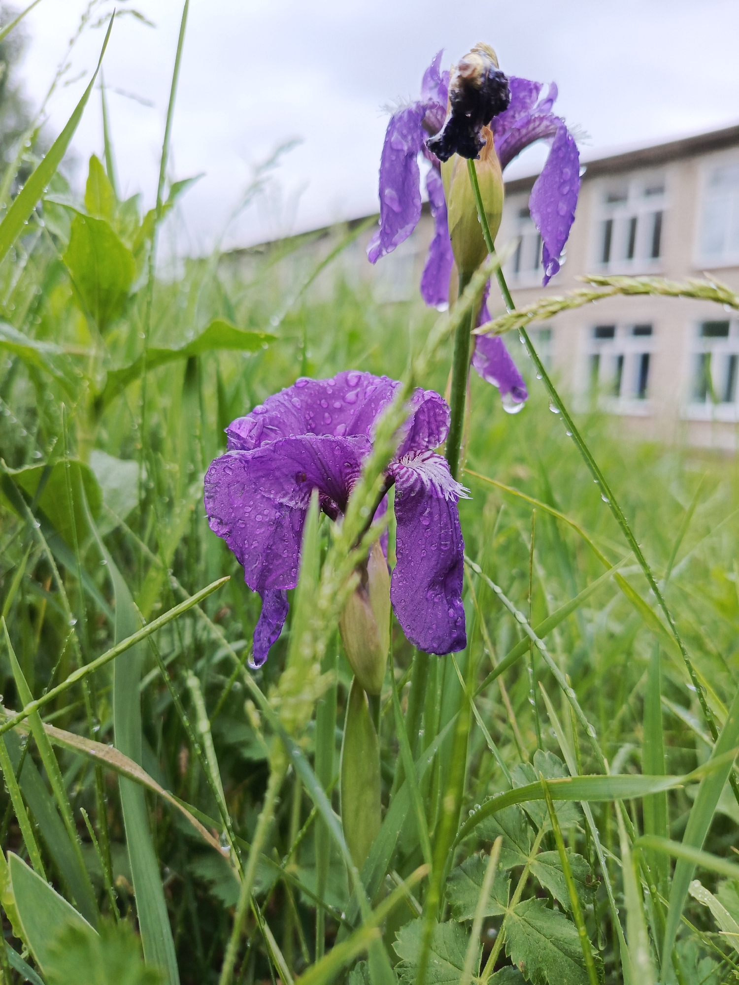 A close-up shot taken outdoors in Chaikovsky, Russia, reveals a purple iris flower in a grassy field. The flower is adorned with water droplets, suggesting recent rain or dew. Behind the flower, a building with white-framed windows is visible, adding context to the location. The photograph captures the flower amidst the greenery and in relation to the urban backdrop.