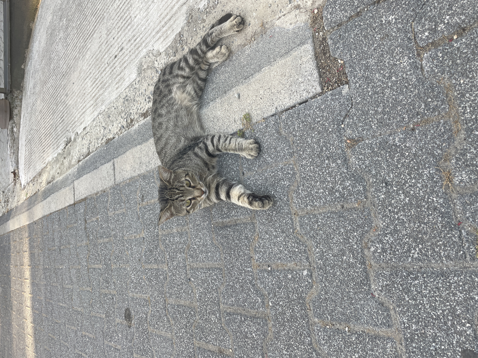 A tabby cat is lying on a paved surface next to a concrete curb. The cat is facing towards the viewer and is lying on its side with its legs extended. The cat has gray fur with black stripes and green eyes. The pavement is made of dark gray bricks, and the concrete curb is white. There is a section of rough, ridged concrete to the right of the curb. The scene appears to be outdoors in a city environment, possibly a sidewalk or street in Kadıköy, Turkey, given the paving style and urban setting.