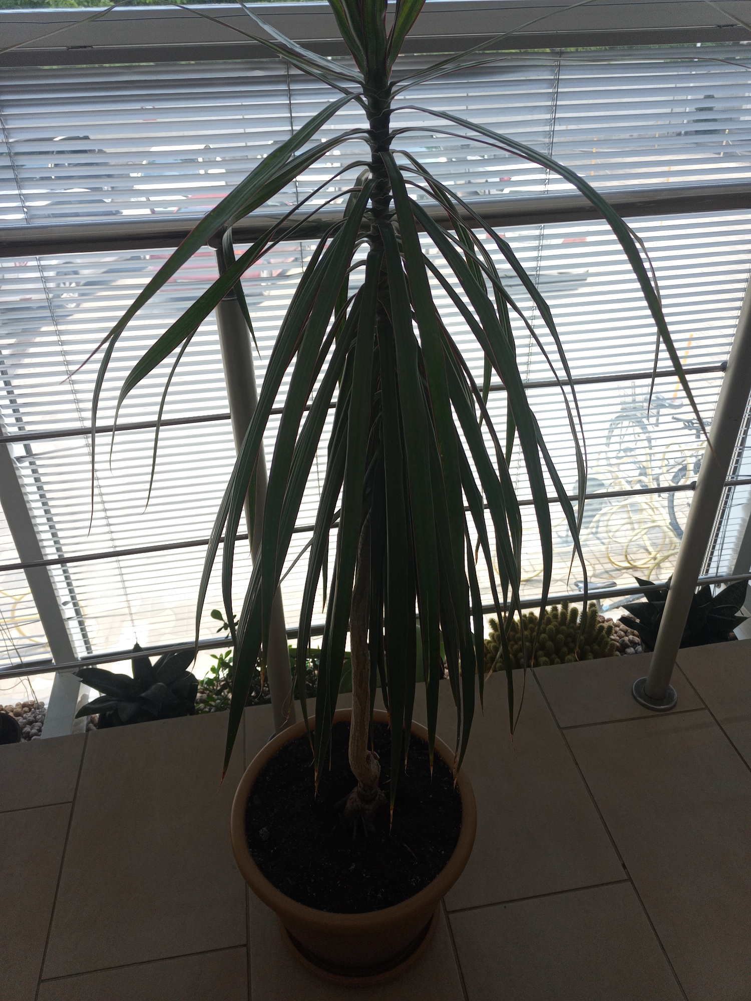 An indoor shot, taken from a low angle, shows a tall potted plant with long, green leaves with reddish edges, positioned in front of a window with horizontal blinds. The blinds are partially open, revealing what appears to be a parking lot or an outdoor area with vehicles visible through the slats. The plant is in a light brown ceramic pot, and the surrounding floor is tiled in a light beige color. To the left and right of the main plant, in the background, other smaller potted plants, including a cactus, are visible. A metal pole is also present to the right of the main plant, extending upwards. The lighting suggests an indoor setting with natural light coming through the blinds.