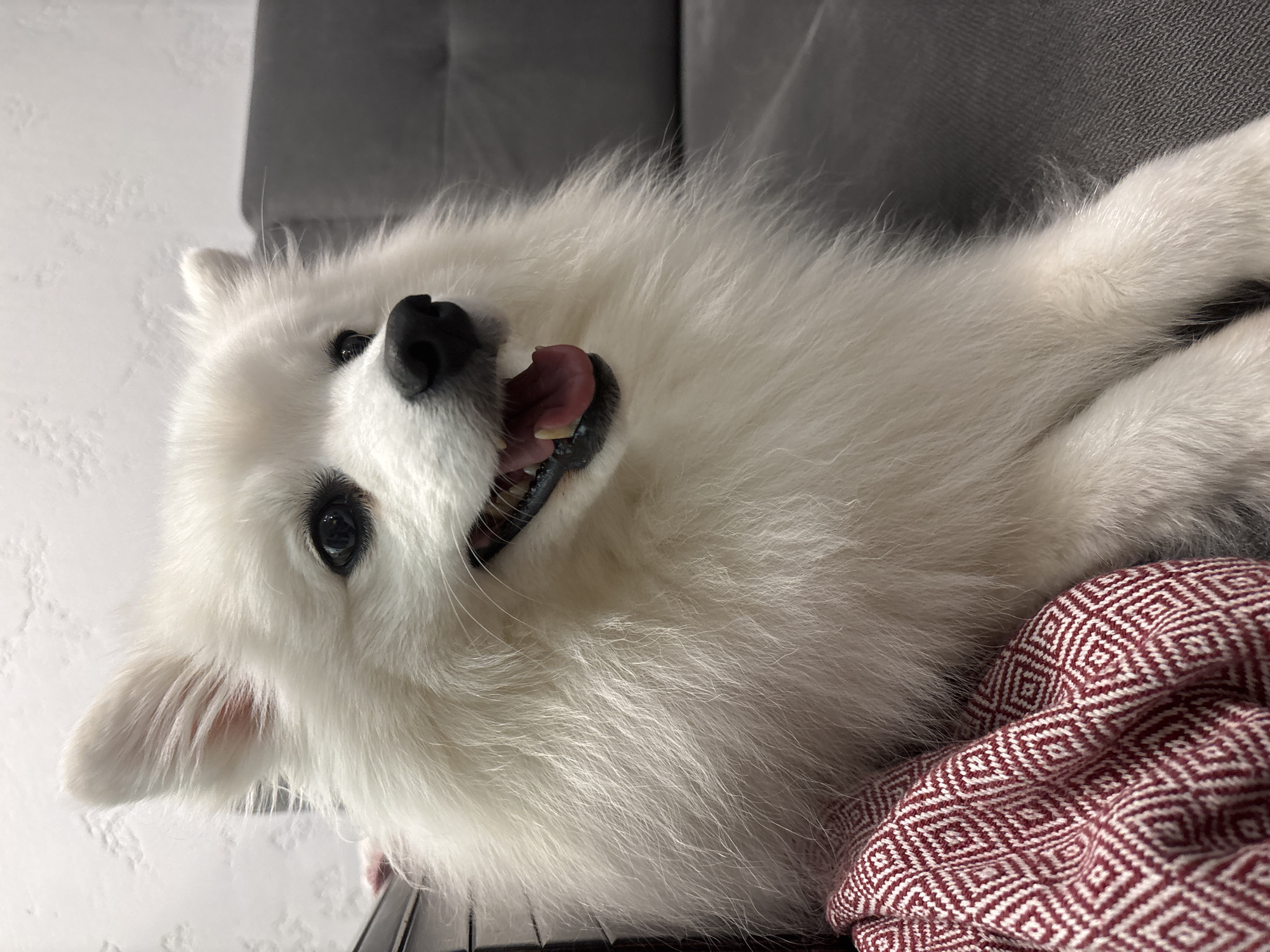A fluffy white dog, likely an American Eskimo or similar breed, is captured in a close-up portrait. The dog is sitting on a gray sofa, with its head turned to the right, looking off-camera. Its mouth is open in a pant, revealing a pink tongue and teeth. A red and white diamond-patterned blanket is draped over the dog's front legs and the sofa. The background is a textured, light-colored wall. The overall impression is that of a relaxed pet indoors. The location in Kazan, Russia, is not discernible from the image itself.