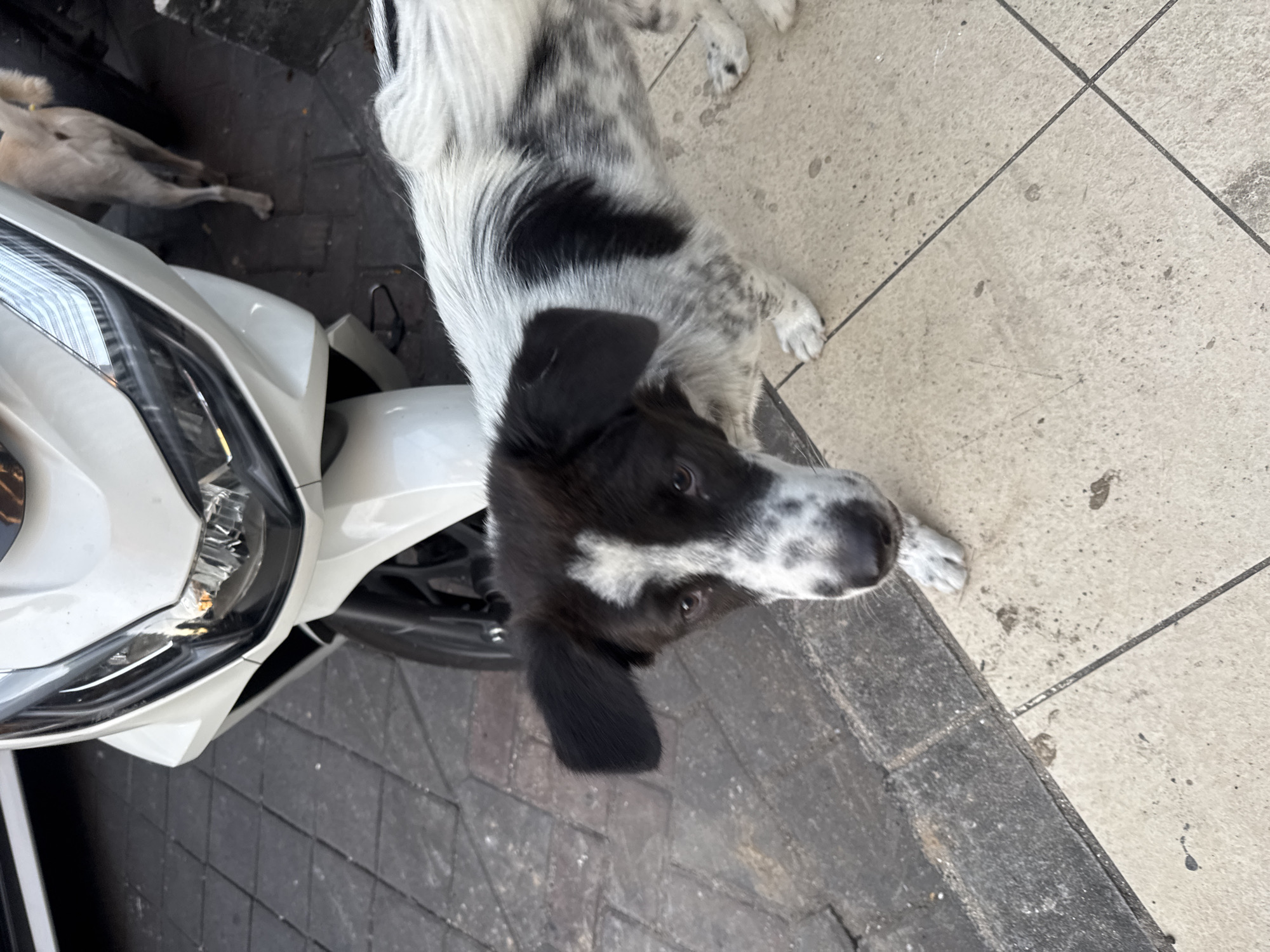 A black and white dog stands on a tiled sidewalk next to a white motorcycle in Kuta, Indonesia. The dog is facing the camera and looking down at its paws. The motorcycle is parked on the left side of the image. In the background, another dog with a tan coat is partially visible, walking away from the camera. The sidewalk is made of light-colored square tiles with darker grout lines. The street appears to be paved with darker interlocking stones. The scene suggests an urban environment in Kuta, a popular tourist area.