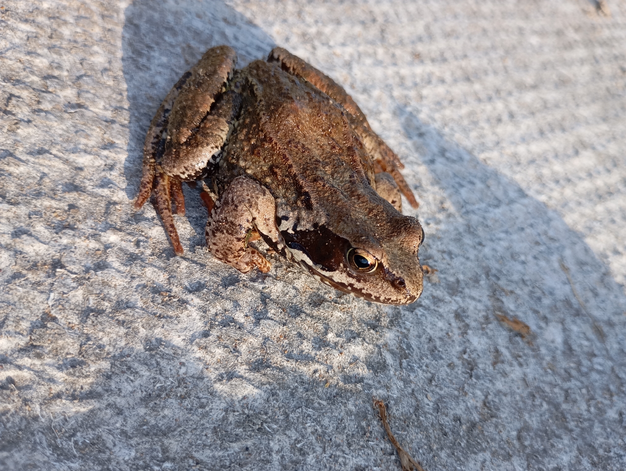 A brown frog is positioned on a grey, textured surface, possibly concrete or stone. The frog is facing towards the right of the frame, with its right eye clearly visible and open. Its skin is a mottled brown and tan, with darker markings on its back and legs. Sunlight casts a shadow from the left onto the surface, partially obscuring the frog's hindquarters and extending across the frame. The background is largely the same grey surface, with some texture variations and faint darker specks. There are no people or other animals visible in the image. The context of Рябки, Russia is not discernible from the visual information provided.