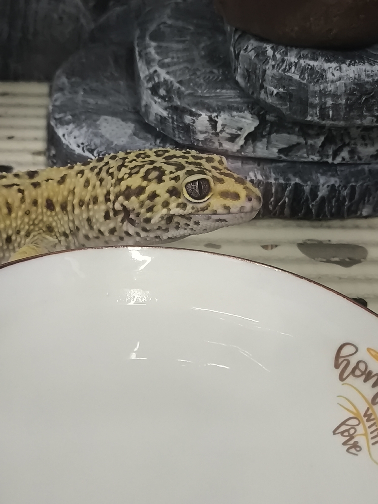 A leopard gecko is positioned near a white bowl, likely in a domestic setting. The bowl is adorned with the phrase "home with love" inscribed on the right side of the frame. Behind the gecko and bowl, a decorative, textured rock-like structure is visible. The location, Chaikovsky, Russia, is not inherently visible in the image.