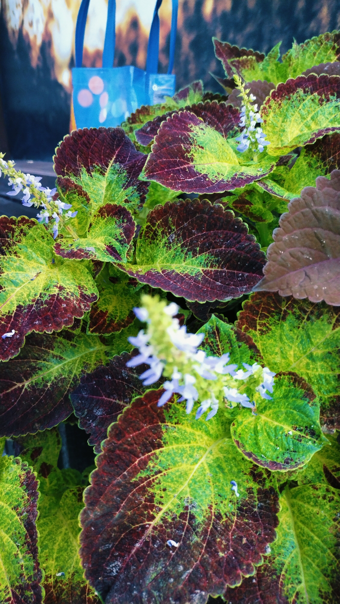 A close-up, high-angle, vertical shot captures a dense clump of coleus plants in a garden. The leaves exhibit a vibrant, variegated pattern of deep burgundy, bright green, and yellow. Some leaves have serrated edges. Small, pale blue flowers are clustered on slender stalks emerging from the foliage. The background is blurred, showing a hint of a blue reusable shopping bag with pink circular patterns and straps, and a dark, textured surface that appears to be a wall or natural element. The lighting suggests an outdoor environment, possibly in a city like Horishni Plavni, Ukraine, where such decorative plants are common in urban green spaces or private gardens. No people or animals are visible in the frame.