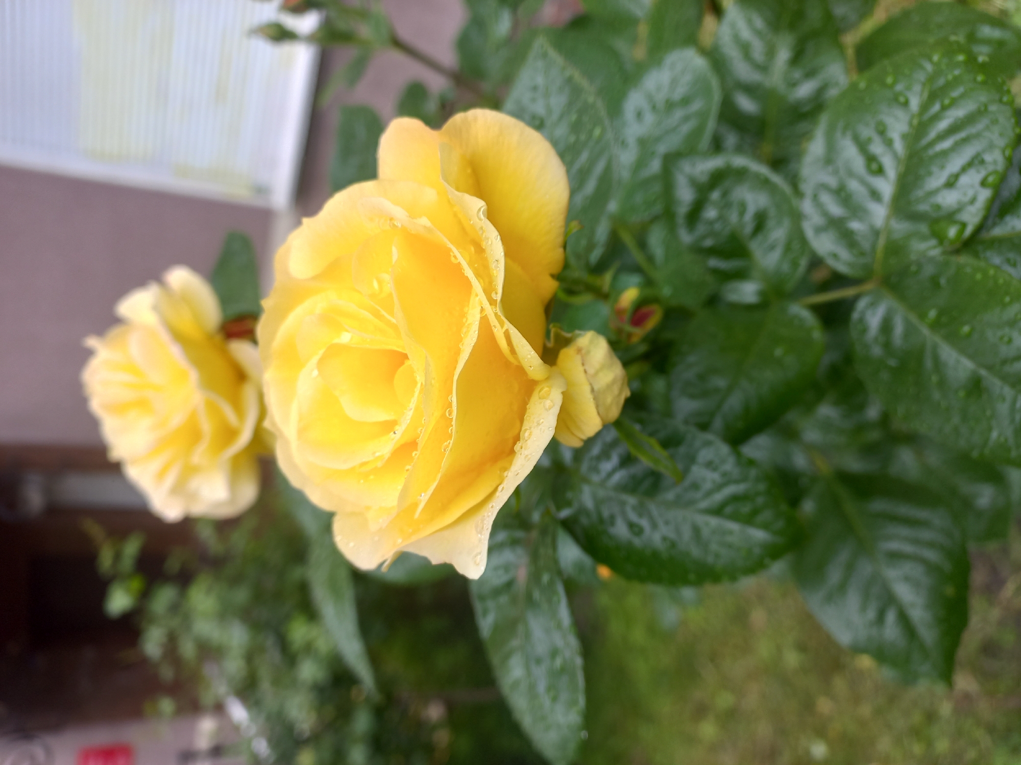 The image shows two yellow roses with green leaves. The roses appear to be wet, perhaps from rain or dew. The background is blurred, showing hints of greenery and a building structure. While a specific location in Kyiv, Ukraine cannot be definitively confirmed from this image, it is possible based on general characteristics of urban gardens and architecture.