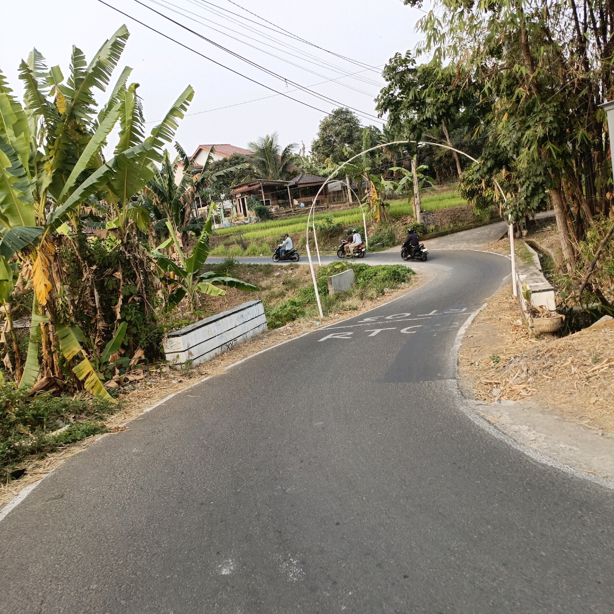 The image depicts a winding asphalt road in Salatiga, Indonesia, surrounded by lush tropical vegetation. Banana trees with large, green leaves dominate the left side of the frame, their stalks visible beneath. On the right, a cluster of tall bamboo trees stands, their slender trunks and feathery leaves creating a dense screen. A small, rural house with a red tiled roof is visible in the background, nestled amongst more trees and overlooking a vibrant green rice paddy.
Several people are seen riding motorcycles on the road. One person in a light blue shirt is riding a black motorcycle in the mid-left of the image, heading away from the viewer. Further along the road, two more motorcycles are visible, one carrying a passenger. The road itself has white markings, including what appears to be "RTC" painted in white on the asphalt. The sky is overcast and a pale grey. A low, white wall with black trim runs along the side of the road in several sections. The ground is covered with dry leaves and sparse, dry grass, suggesting a dry season.