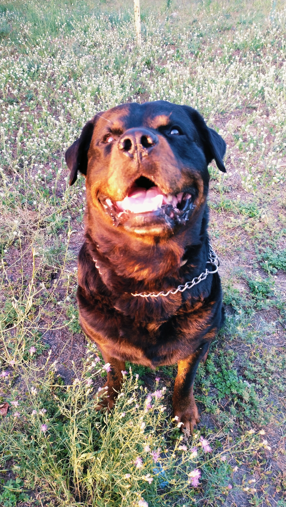 A Rottweiler dog is sitting outdoors in a field of small white and pink wildflowers. The dog is facing the camera with its mouth open, panting, and its tongue is visible. The dog is wearing a silver chain collar. The background is a field of grass and wildflowers, with some dry earth visible. The lighting suggests it is either early morning or late afternoon, with warm sunlight illuminating the dog's face and fur. The scene is likely in a rural or semi-rural area, possibly a park or open field, within the city of Horishni Plavni, Ukraine.