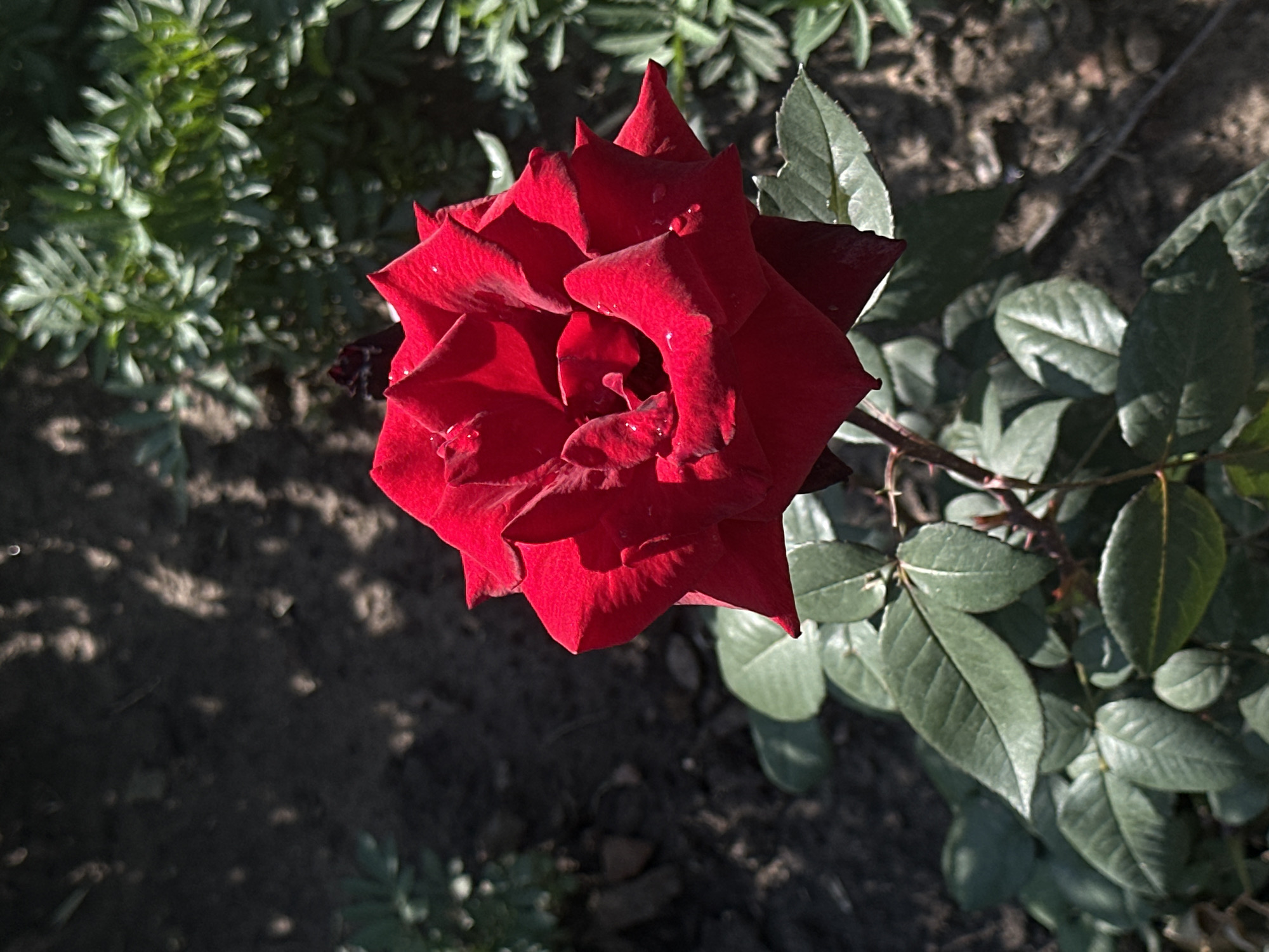 A close-up, eye-level shot captures a vibrant, deep red rose in full bloom. The rose's velvety petals are slightly unfurled, revealing intricate layers and delicate water droplets glistening on their surface. The bloom is centered slightly to the right of the frame, with its stem and lush green leaves extending downwards. In the background, the dark, textured soil is dappled with shadows, suggesting dappled sunlight. To the right of the rose, a cluster of feathery green foliage adds a soft, blurred contrast. The scene is outdoors, likely in a garden, bathed in natural light.