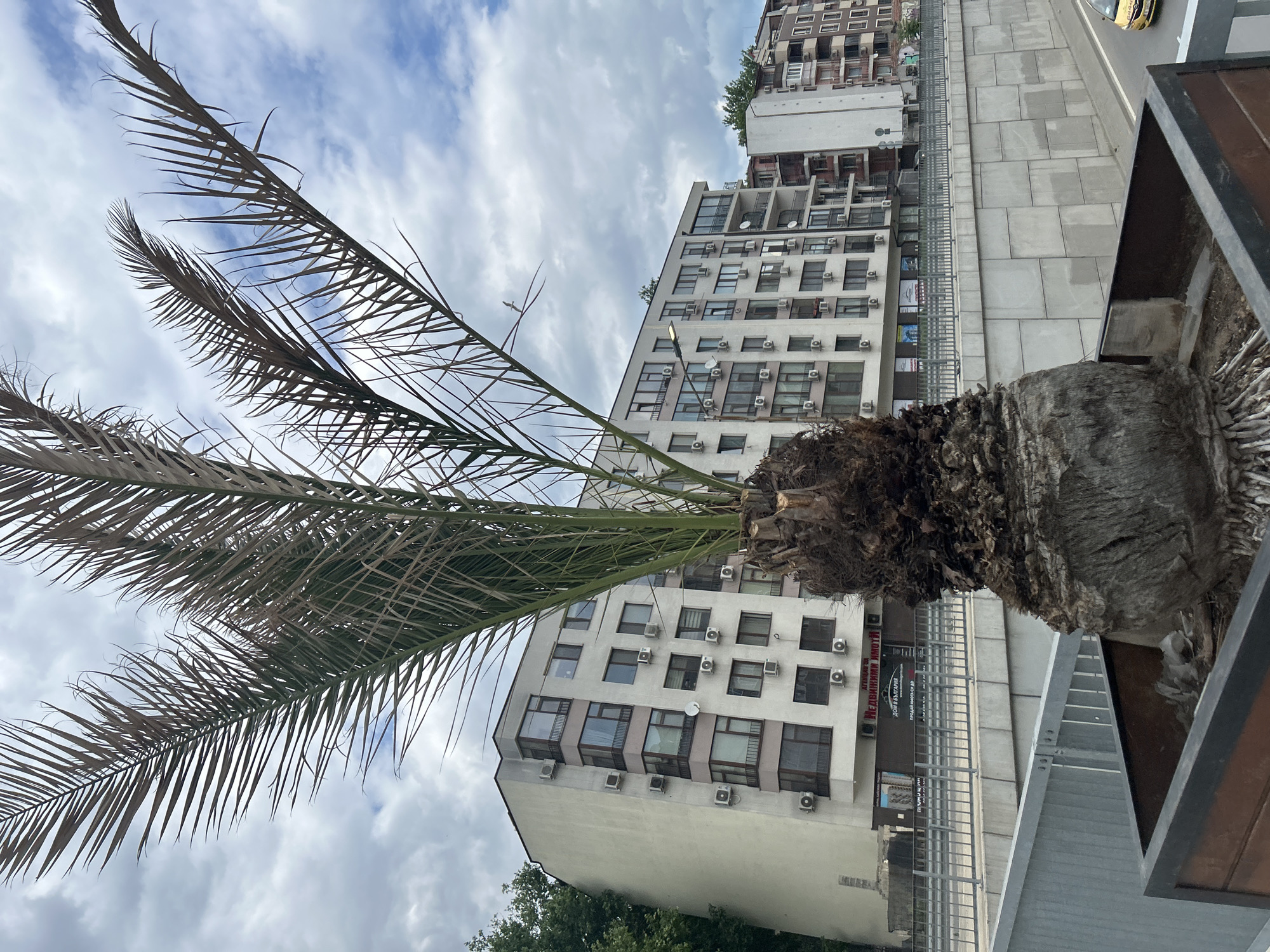 The image shows a palm tree, with green and brown fronds, in front of a tall building in Varna, Bulgaria. The building is white with rows of windows and air conditioning units. The sky is cloudy. A street and a portion of what seems to be a traffic barrier are visible on the right. The palm tree appears to be in a planter or container.
