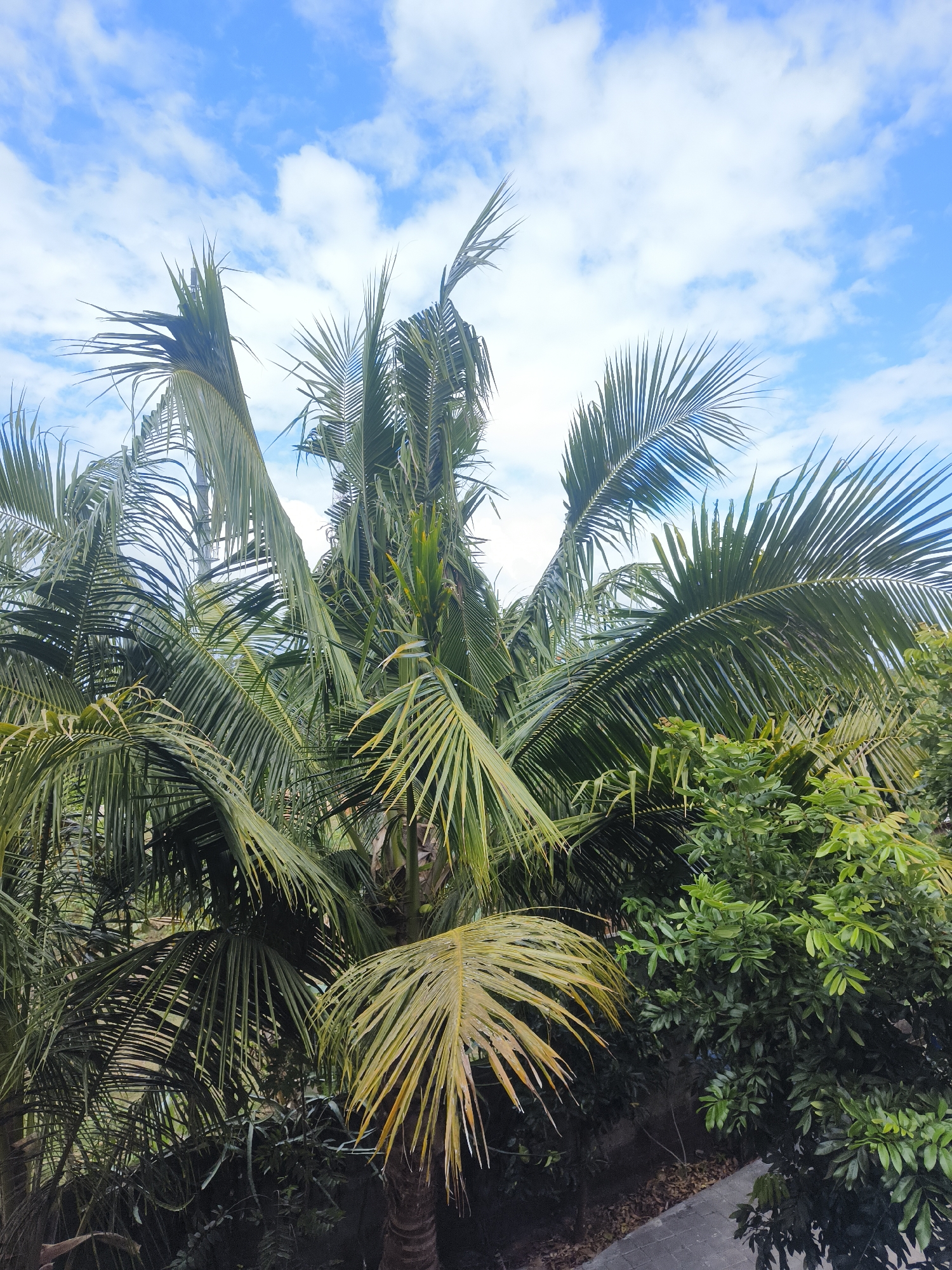 A tropical scene in Kuta Selatan, Indonesia, features the fronds of a coconut palm tree dominating the frame against a bright blue sky with scattered white clouds. The palm's leaves, varying in shades of green and yellow, are lush and dense, with some showing signs of wilting. Below the palm, a dense canopy of smaller green trees creates a dark backdrop. A paved walkway is visible in the lower right corner, suggesting an outdoor area. The image captures a natural, vibrant environment typical of a tropical island.
