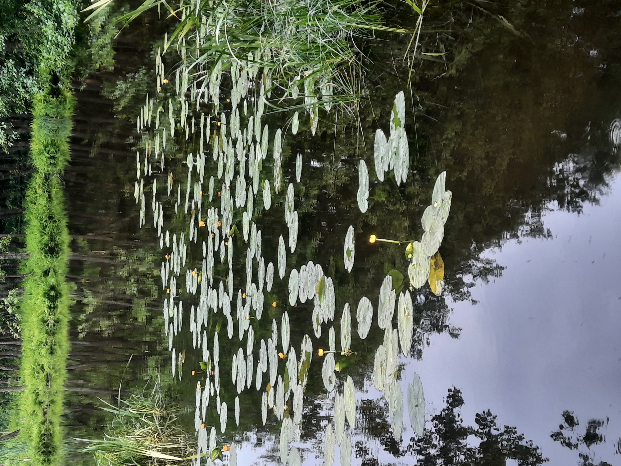 The image depicts a tranquil natural scene in the city of Parachcha, Belarus. The foreground is dominated by a dark body of water, likely a river or pond, covered with numerous lily pads. Several small yellow water lilies are visible, adding touches of color to the otherwise green and brown landscape. Tall grasses and reeds grow along the right bank of the water, their reflections shimmering on the surface. The background features a dense forest with tall trees, their dark silhouettes mirrored in the water. The overall impression is one of peaceful, undisturbed nature. There are no people or animals visible in the image.